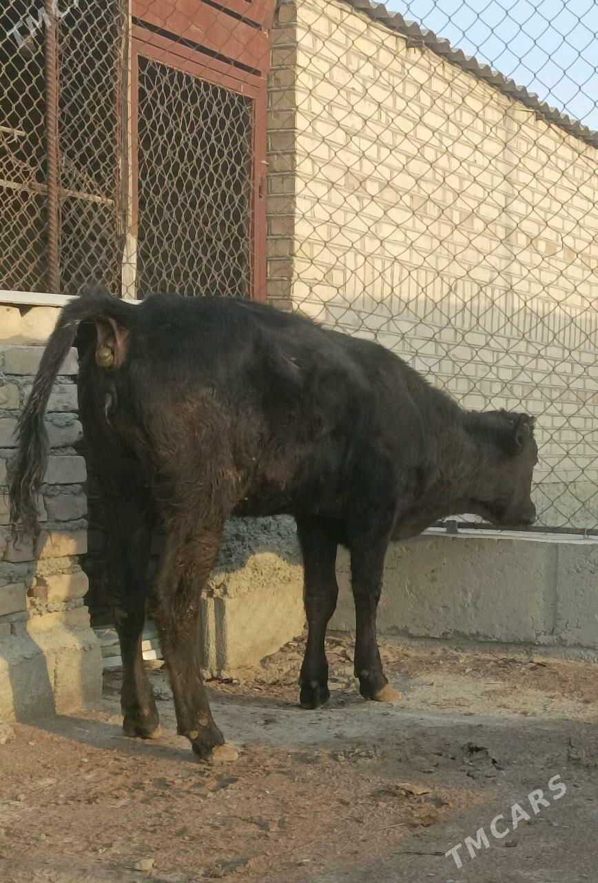 gibirit - Бахарден - img 2