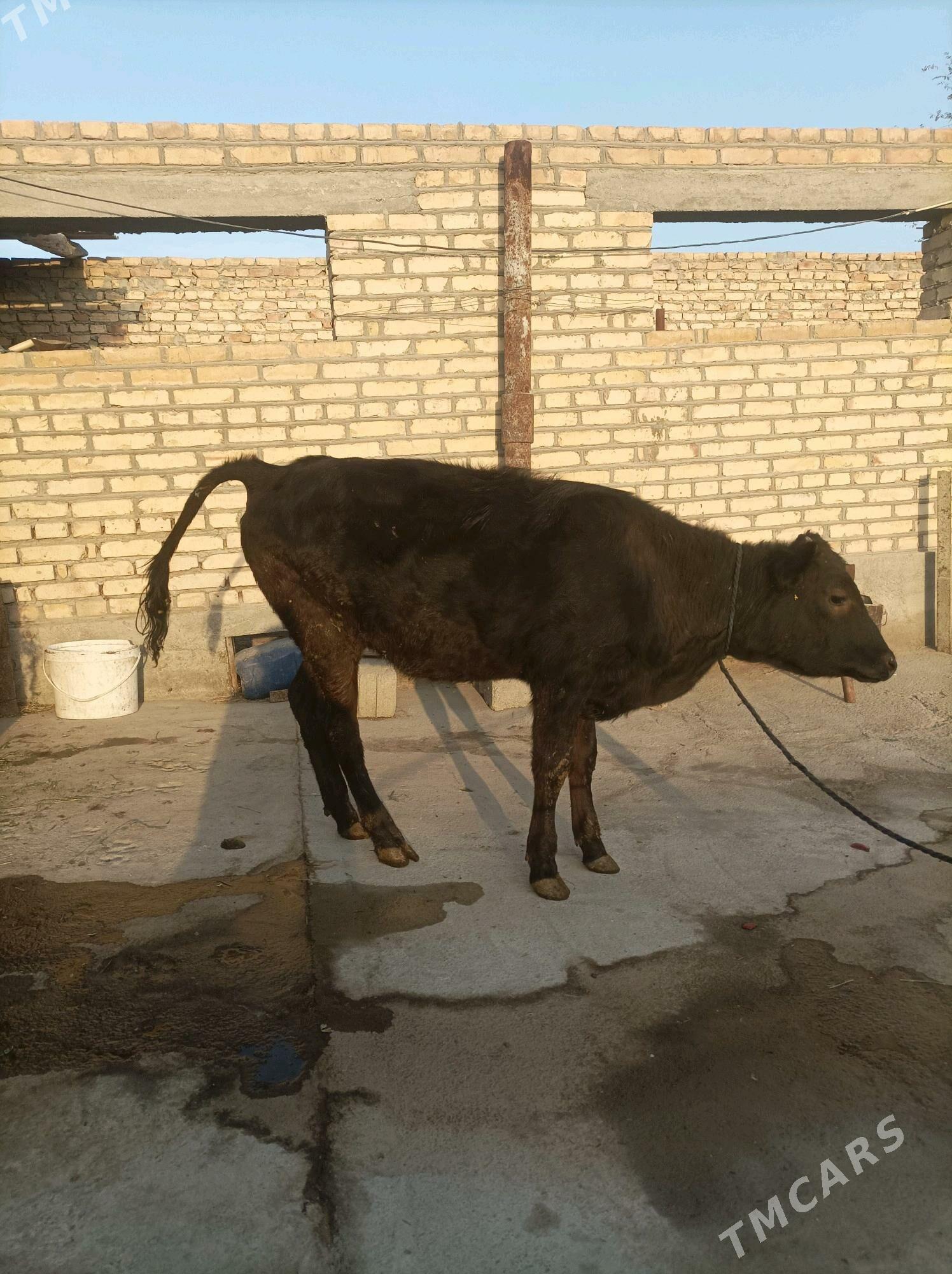 gibirit - Бахарден - img 5