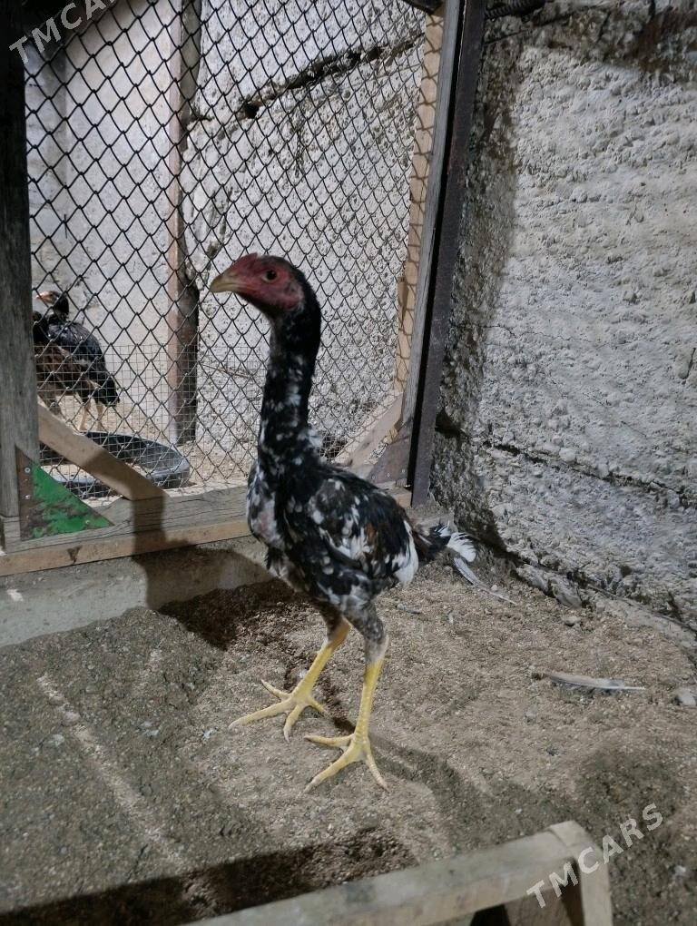 Horaz - Balkanabat - img 2