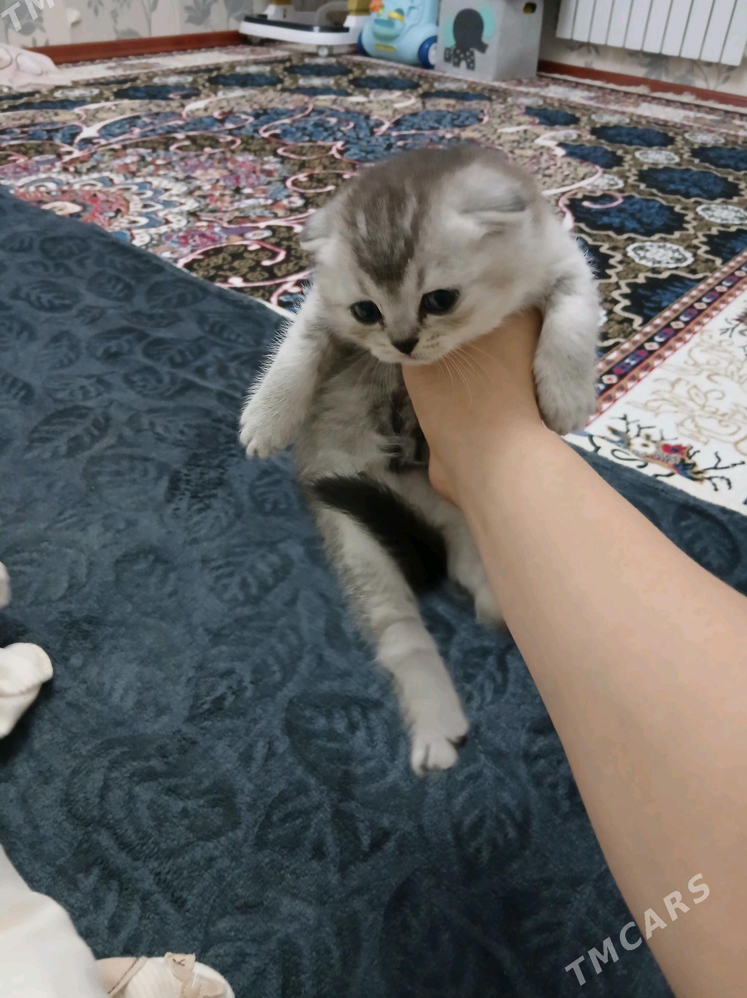 котята - 11 mkr - img 1