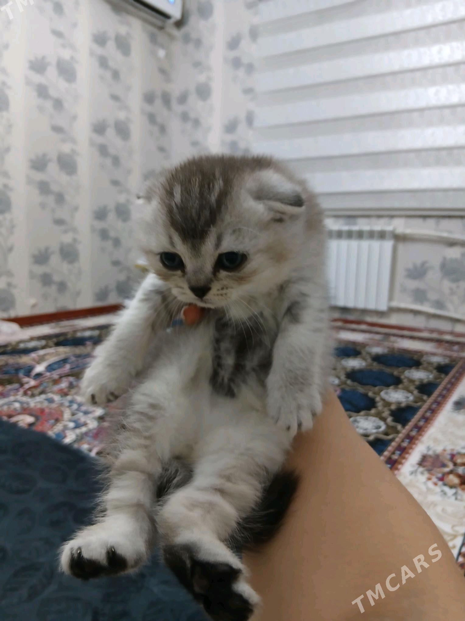 котята - 11 mkr - img 2