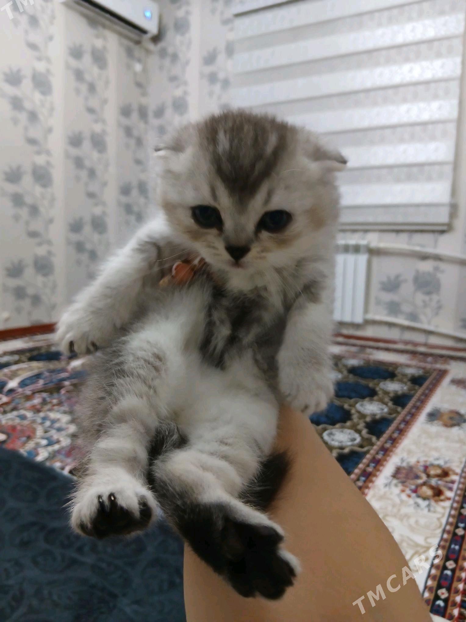 котята - 11 mkr - img 3