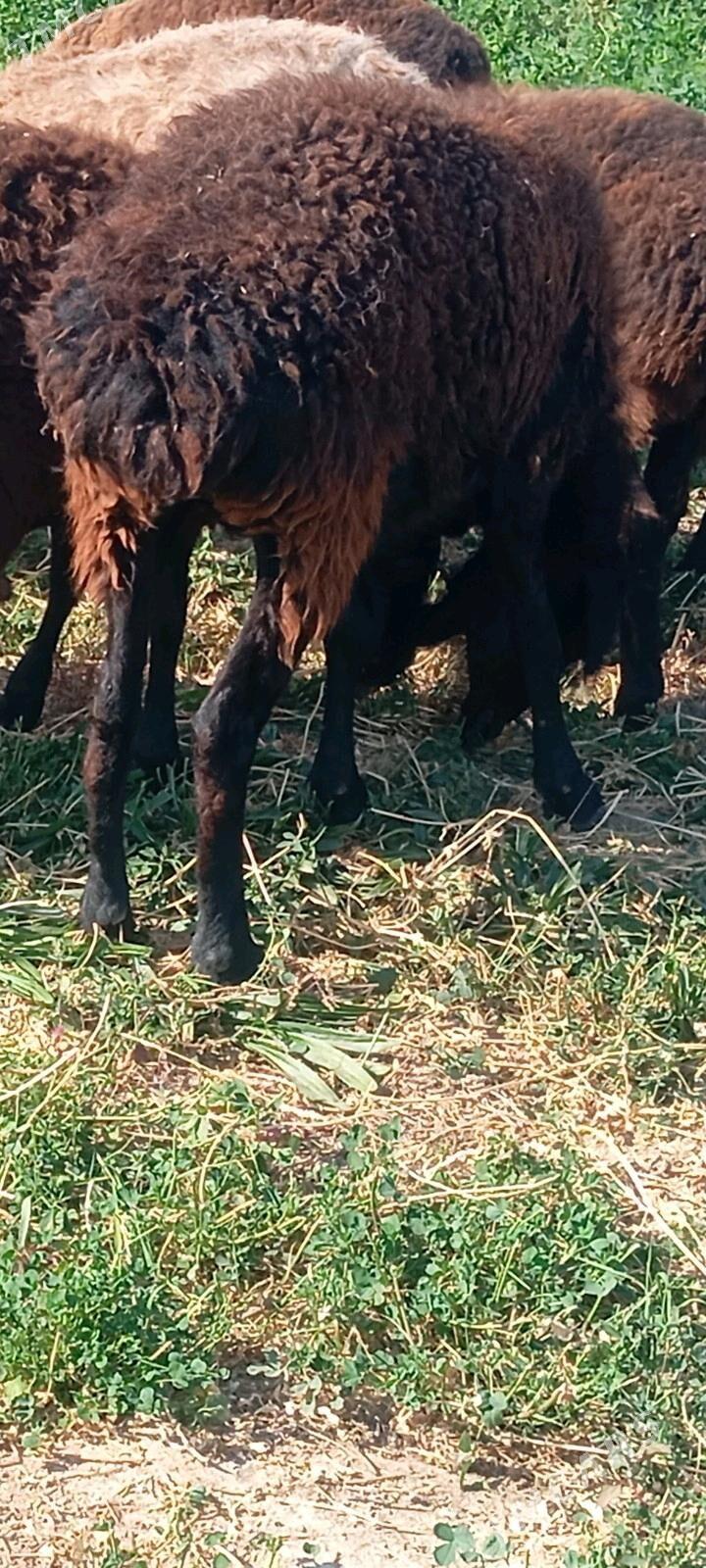 gisar goyun bogaz - Aşgabat - img 2