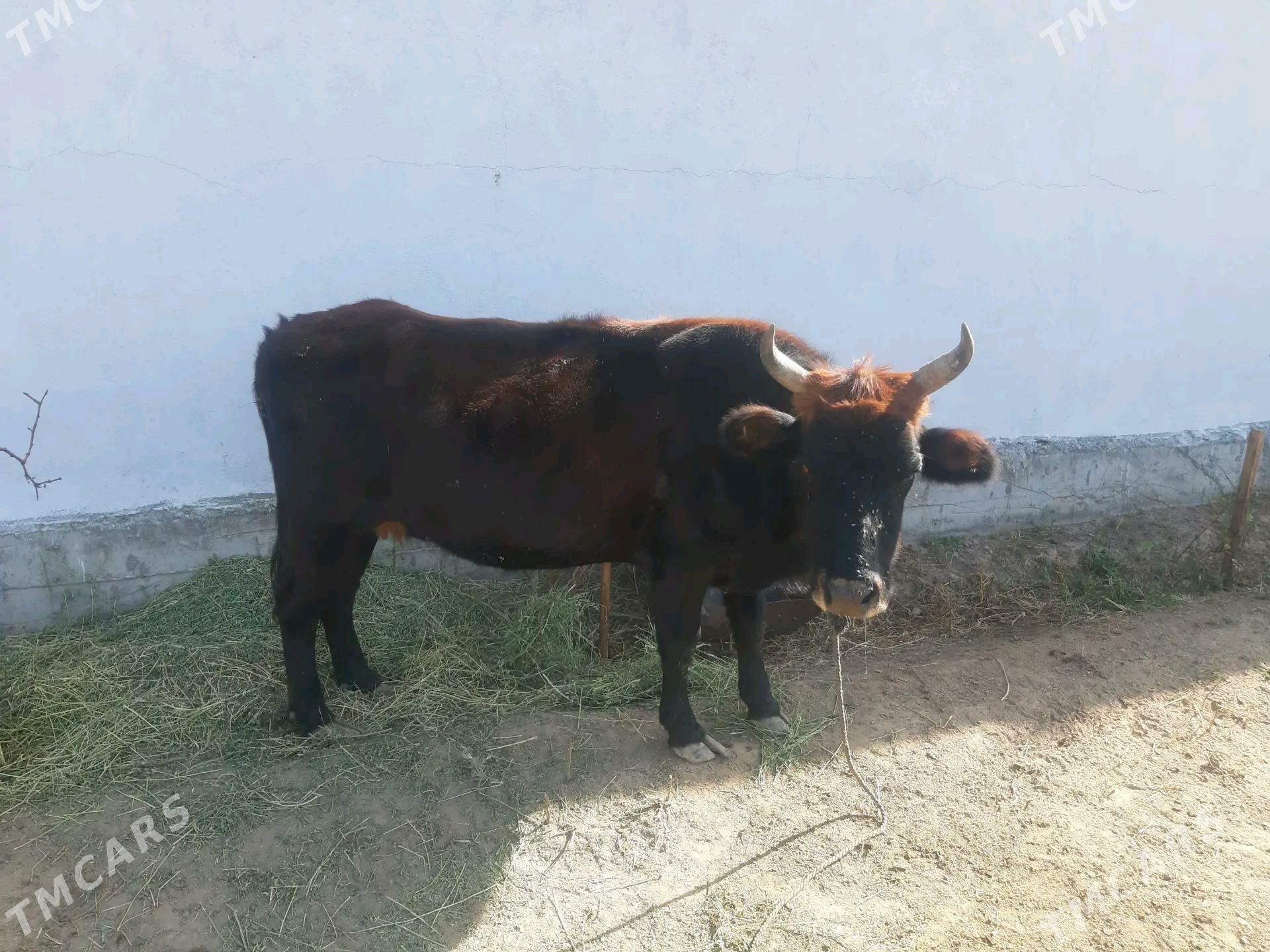 Sygyr - Херрикгала - img 1