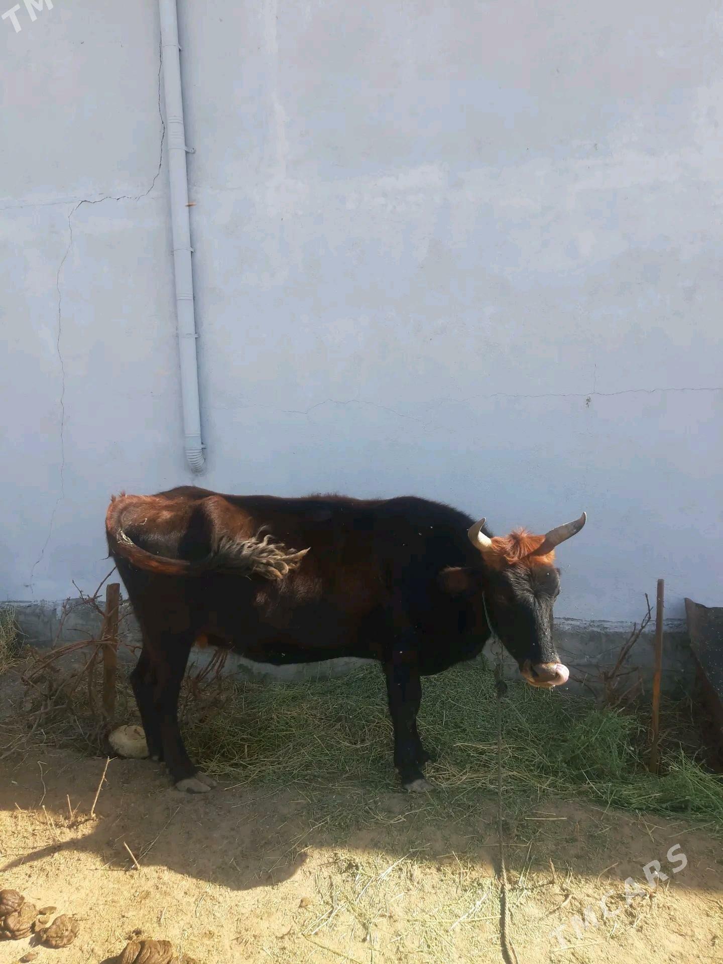 Sygyr - Херрикгала - img 2