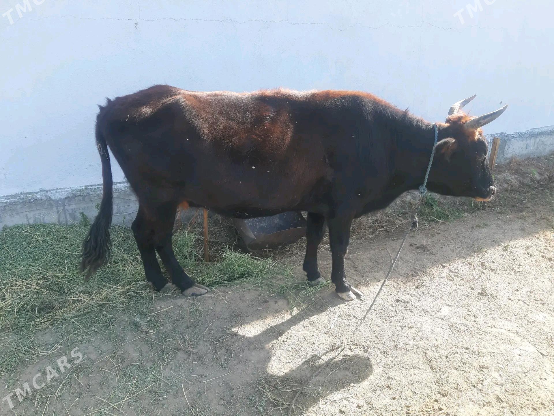 Sygyr - Херрикгала - img 3