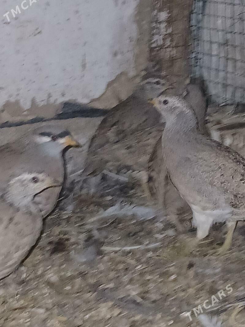 Dag kakilik - Sakarçäge - img 2