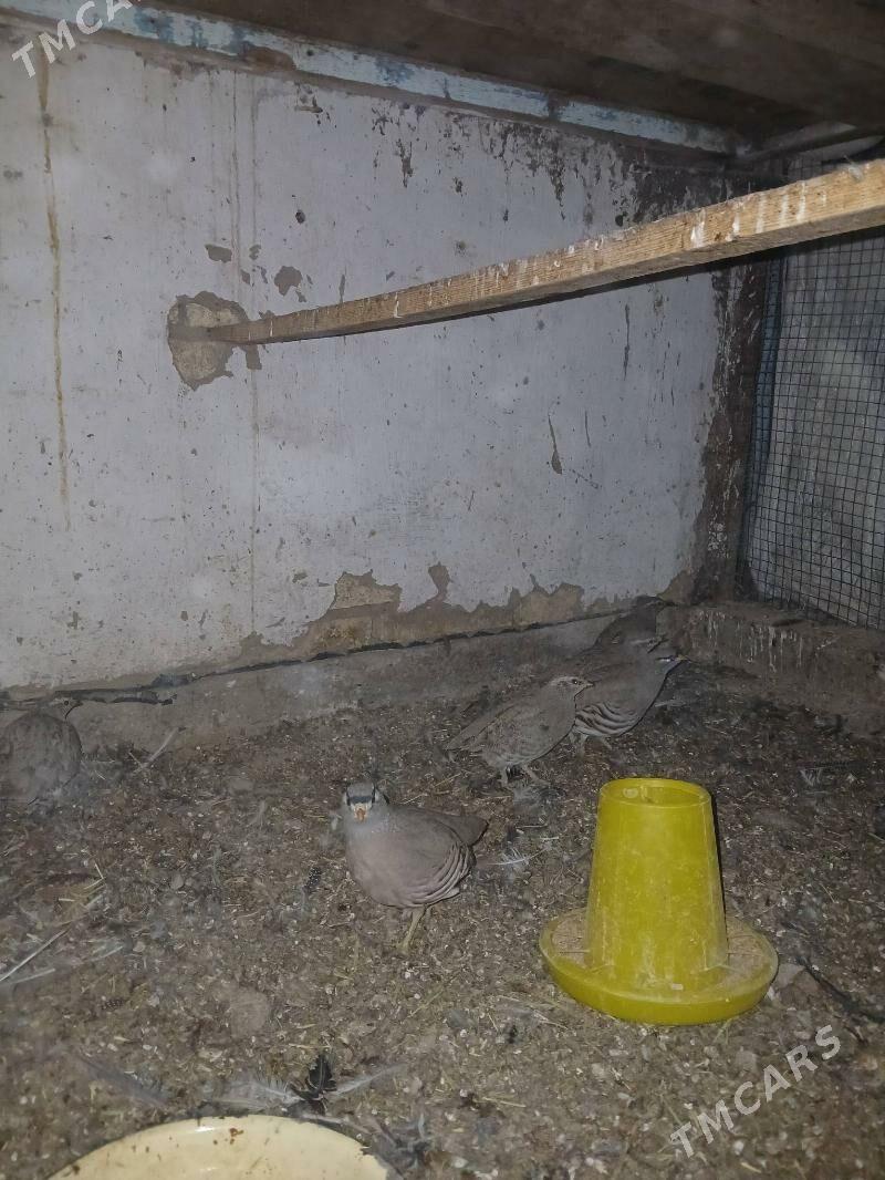 Dag kakilik - Sakarçäge - img 3