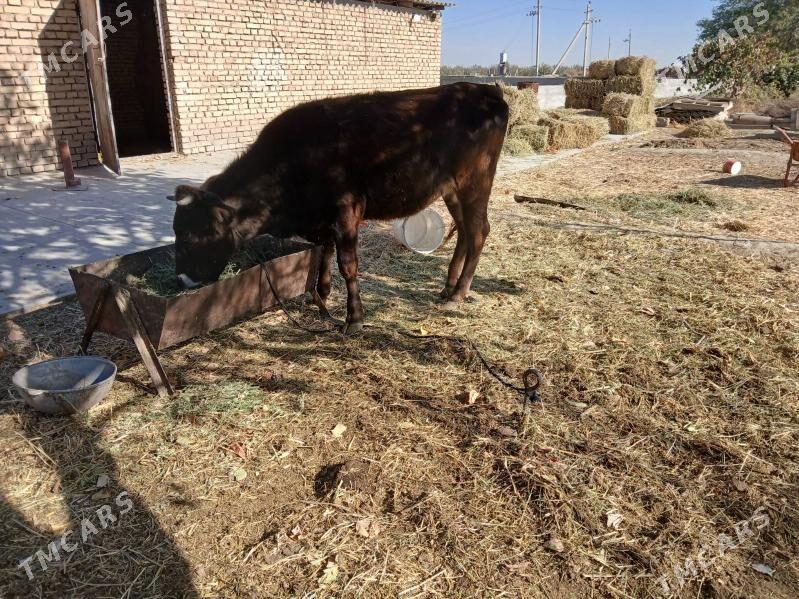 gysyr tuwe - Гёкдепе - img 2