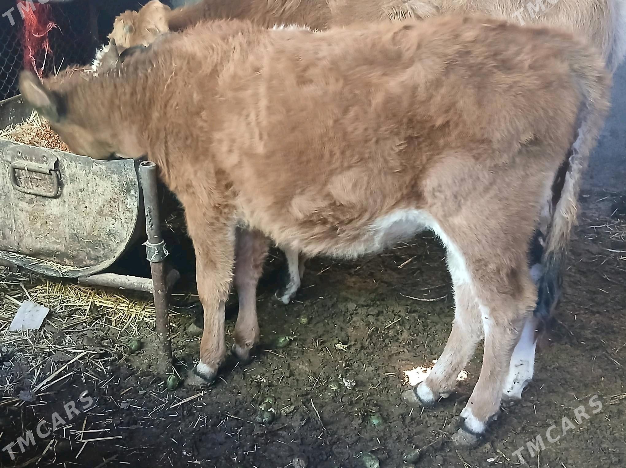 goleli sygyr - Gyzylarbat - img 2