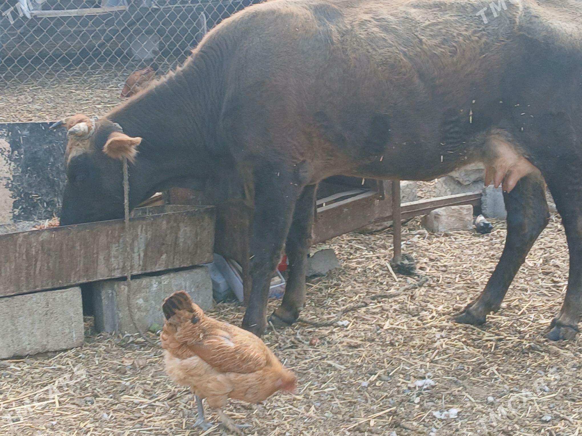 goleli sygyr - Gyzylarbat - img 5