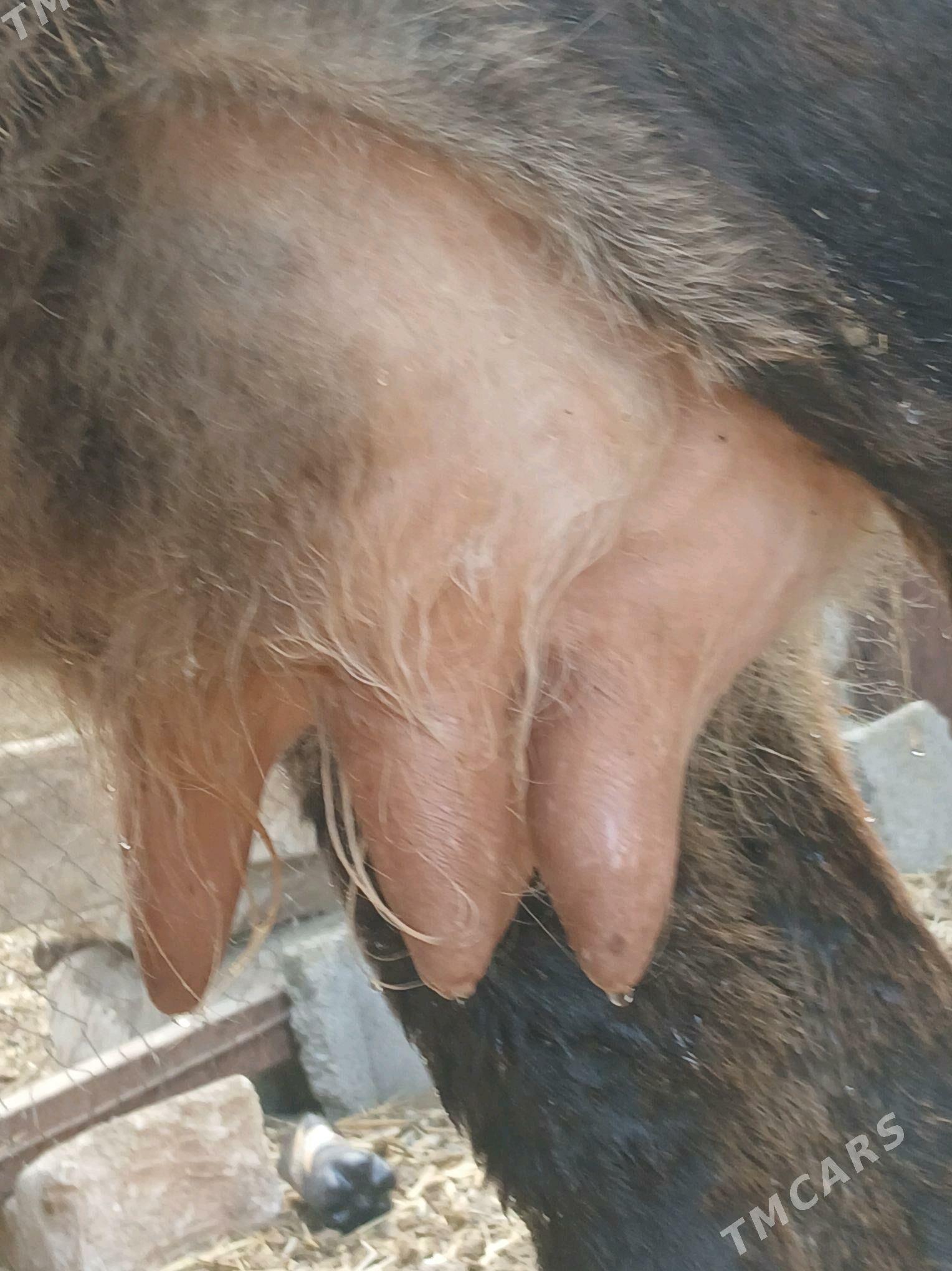 goleli sygyr - Gyzylarbat - img 3