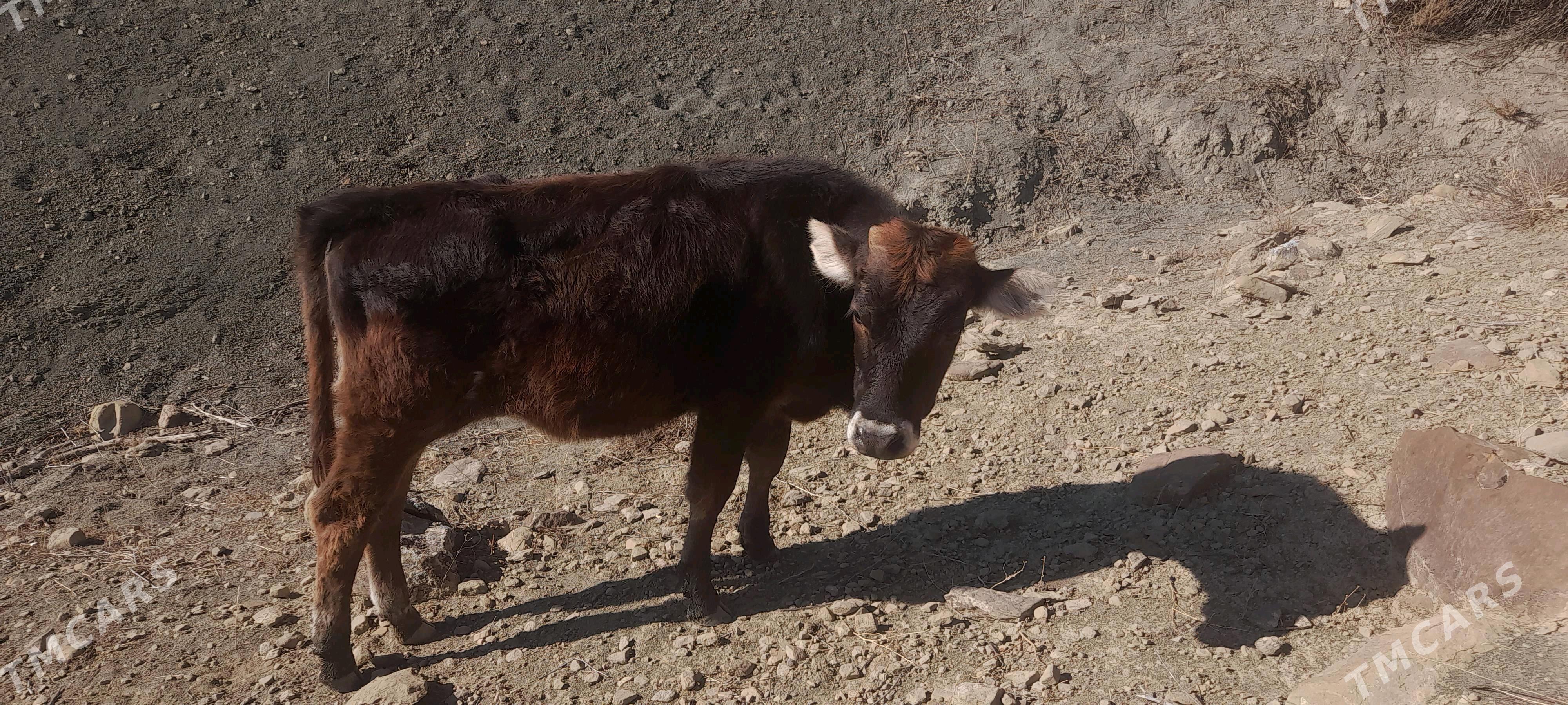 gole 2sany 1 okuzce - Magtymguly - img 2