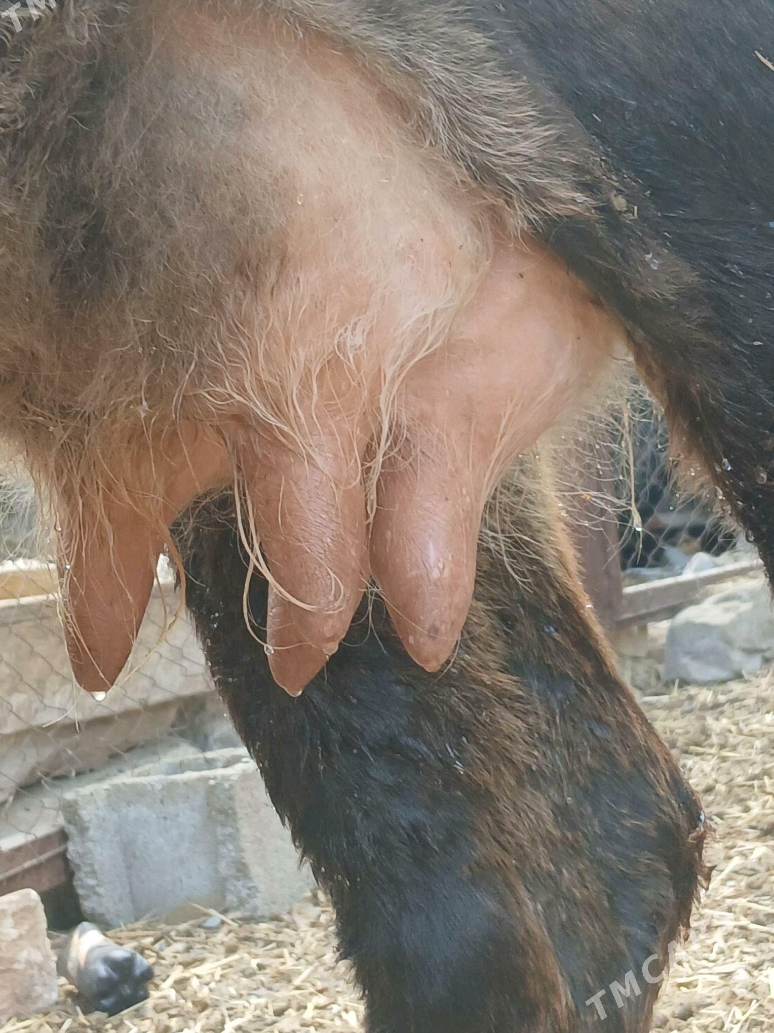 goleli sygyr - Gyzylarbat - img 4