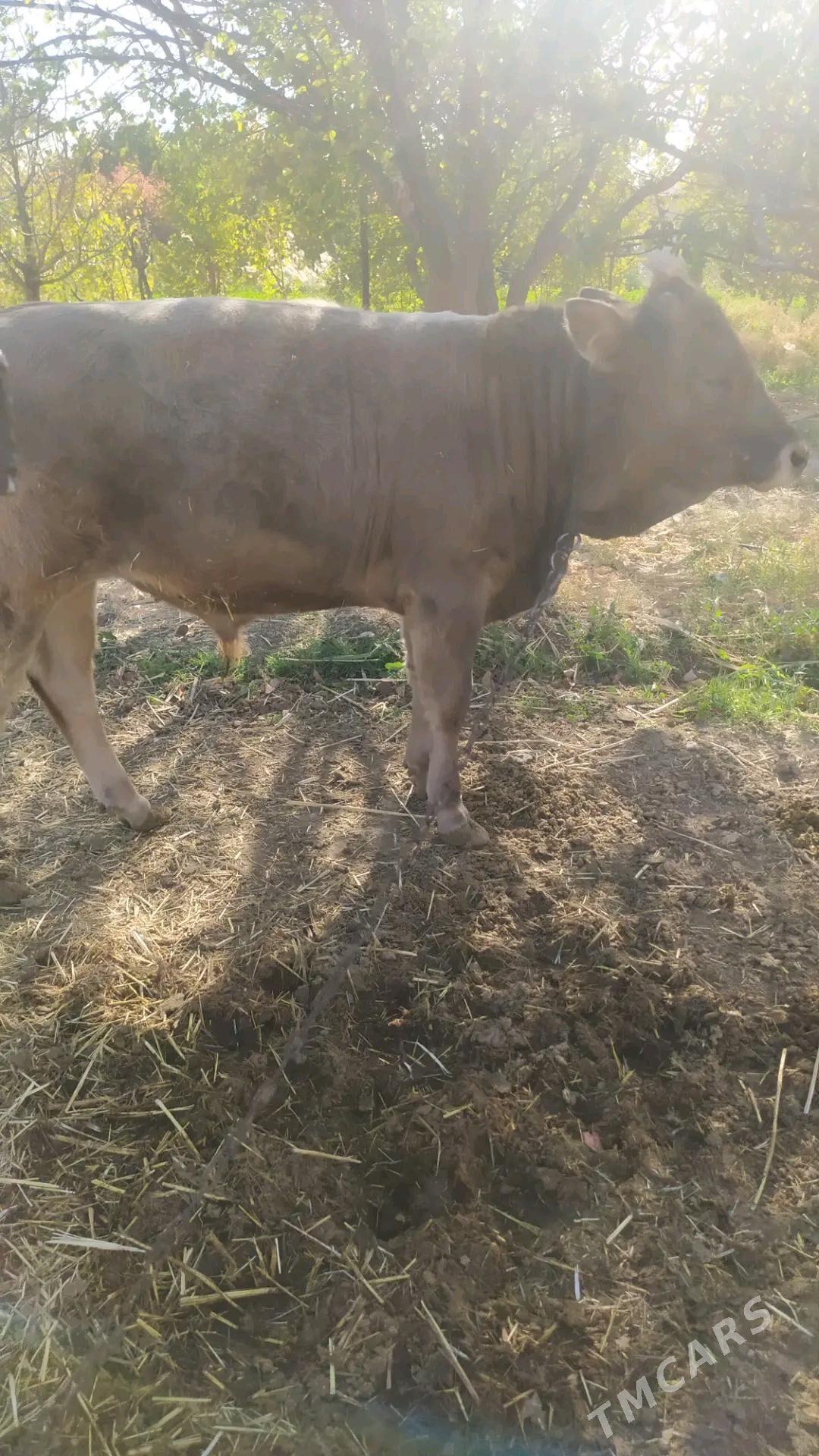 okizce swes - Aşgabat - img 2