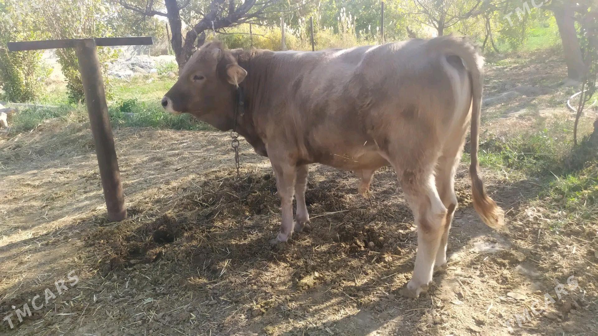 okizce swes - Aşgabat - img 4