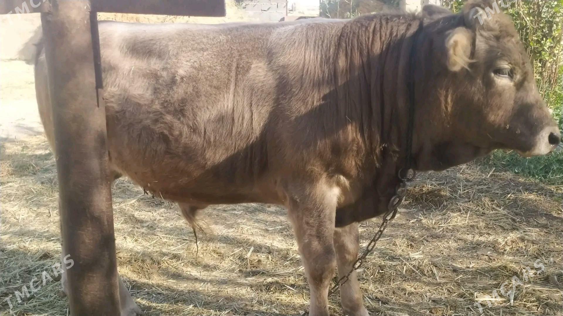 okizce swes - Aşgabat - img 3