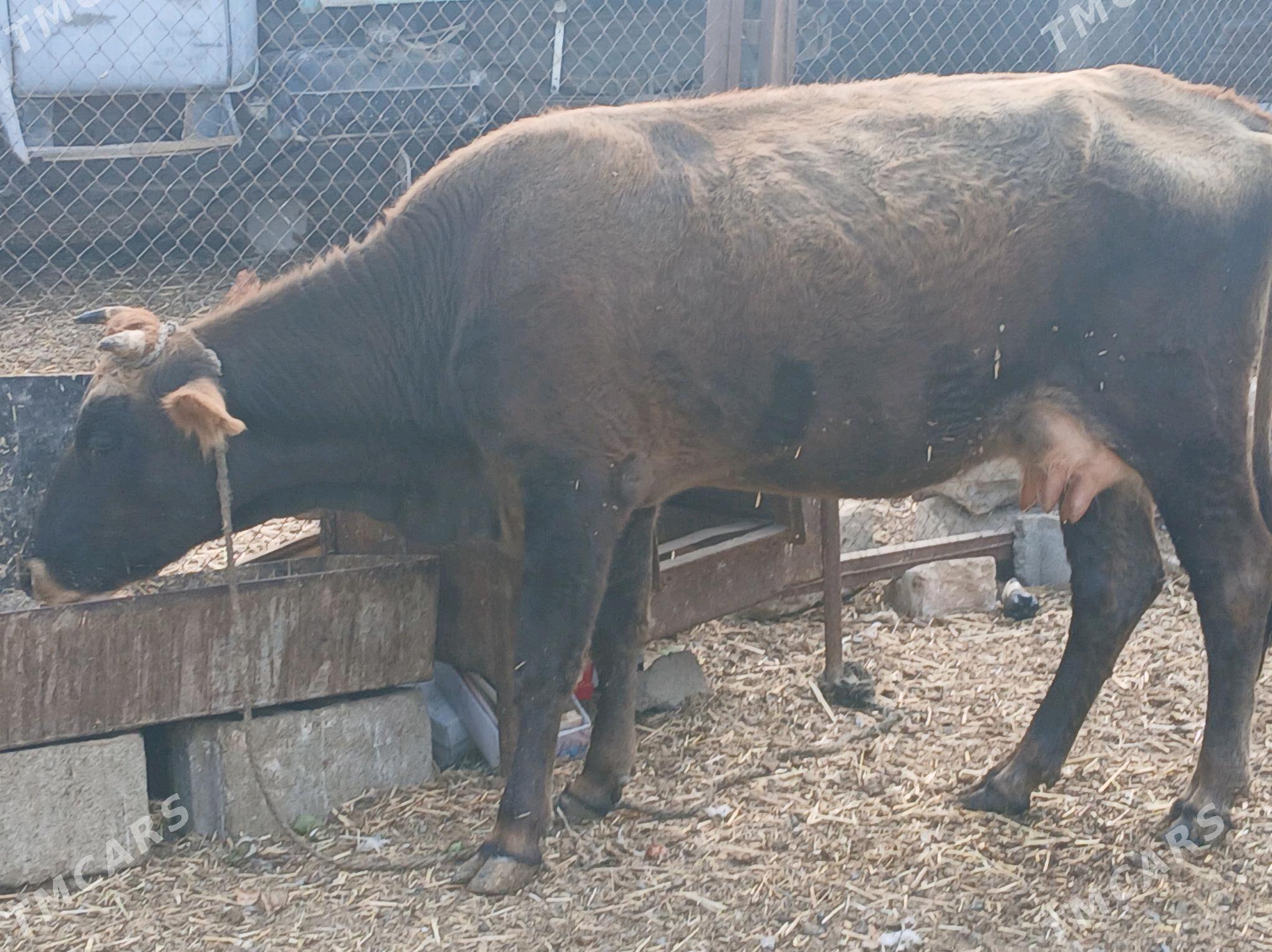 goleli sygyr - Gyzylarbat - img 6