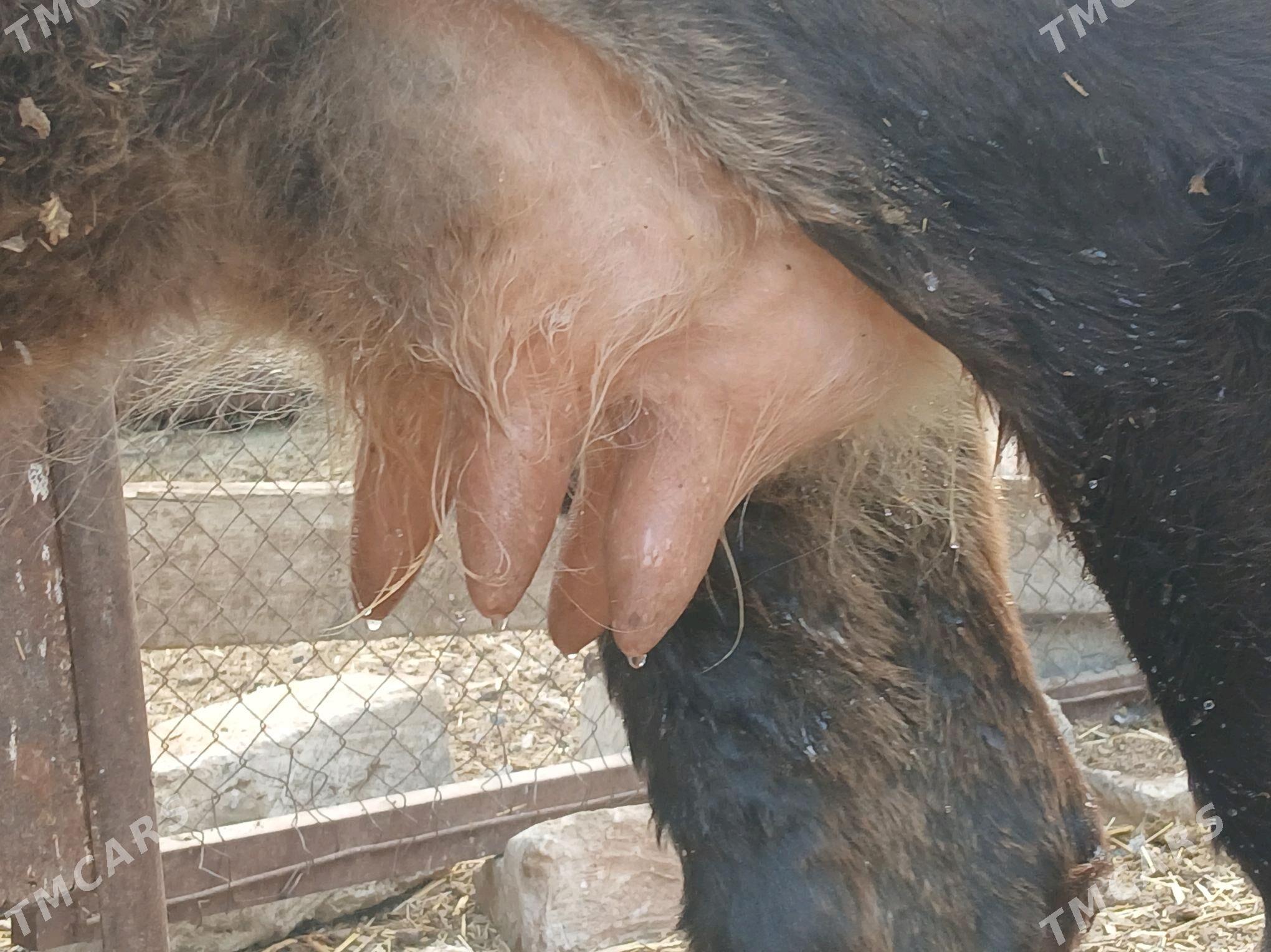 goleli sygyr - Gyzylarbat - img 7