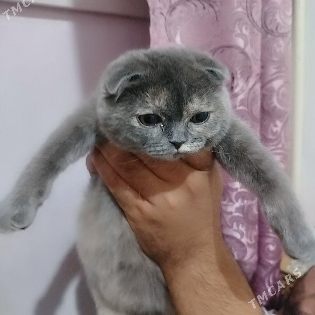 shatlanski - Дашогуз - img 4