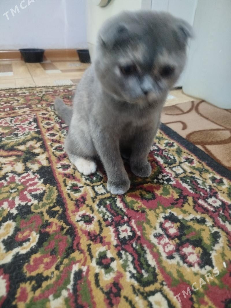 shatlanski - Дашогуз - img 2