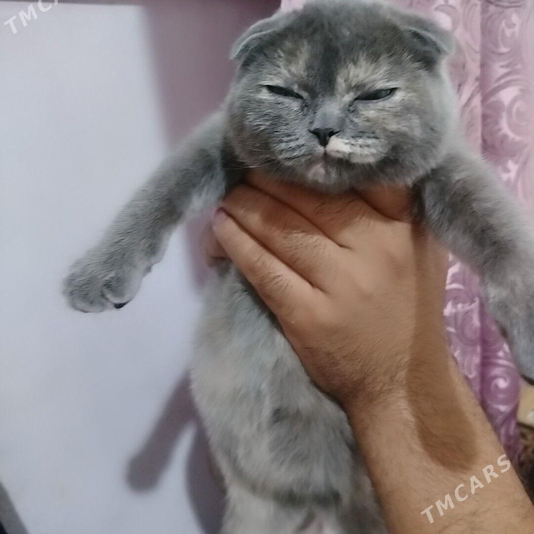 shatlanski - Дашогуз - img 3