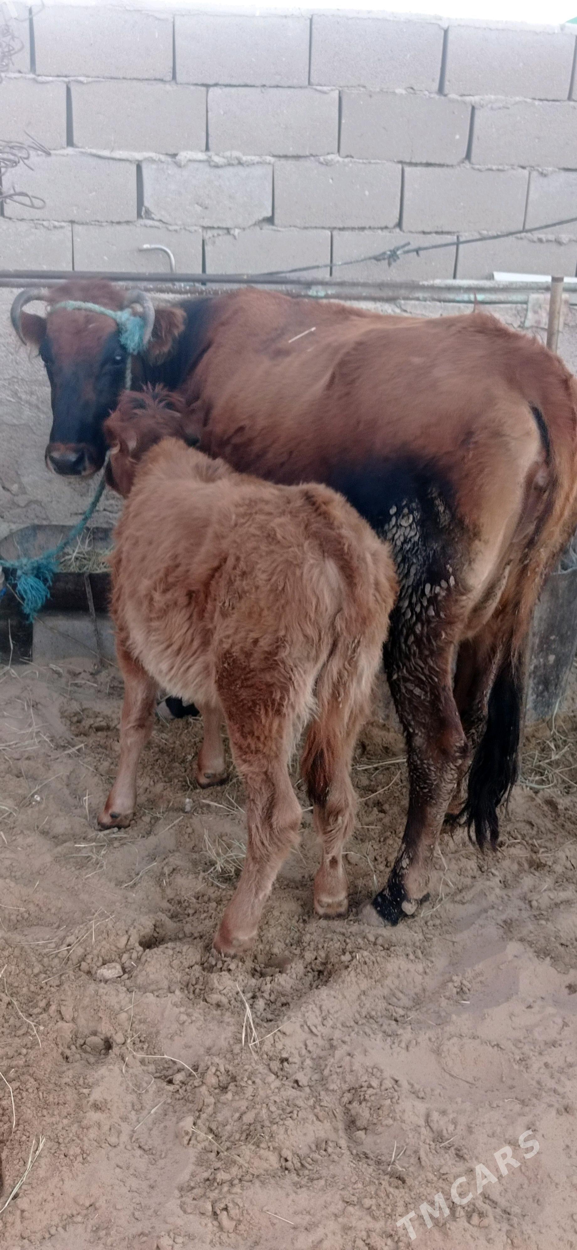 göleli sygyr - Türkmenbaşy - img 1