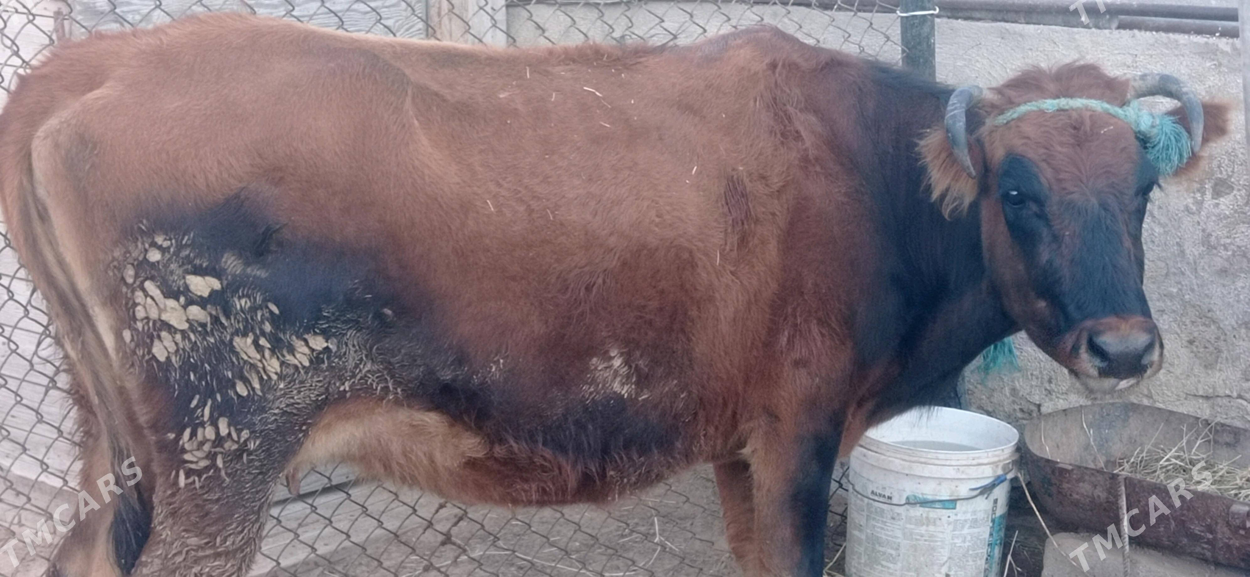 göleli sygyr - Türkmenbaşy - img 4