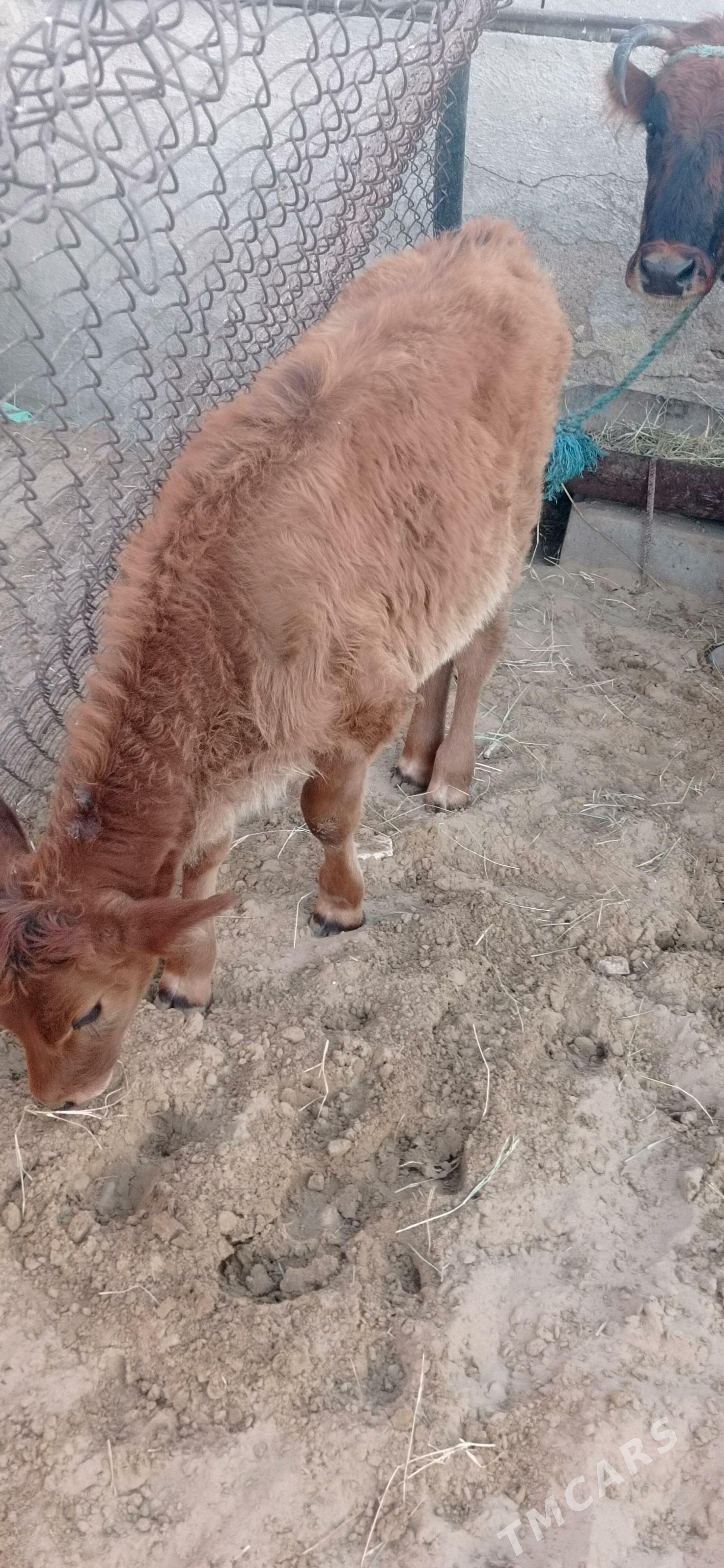 göleli sygyr - Türkmenbaşy - img 2