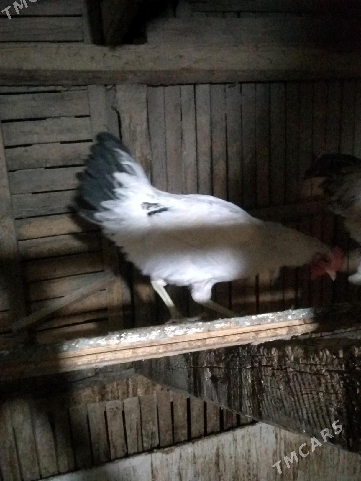 Horaz - Herrikgala - img 2