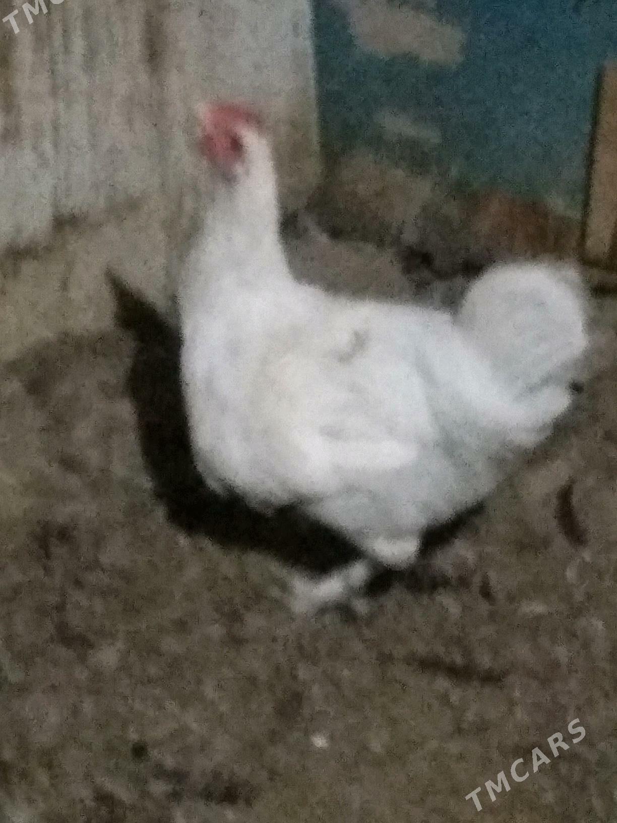 Horaz - Herrikgala - img 3