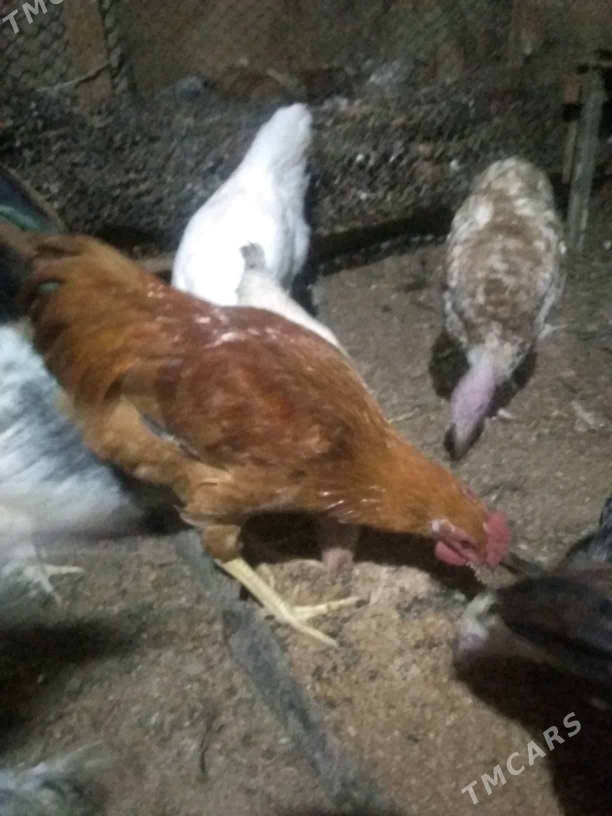 Horaz - Herrikgala - img 4