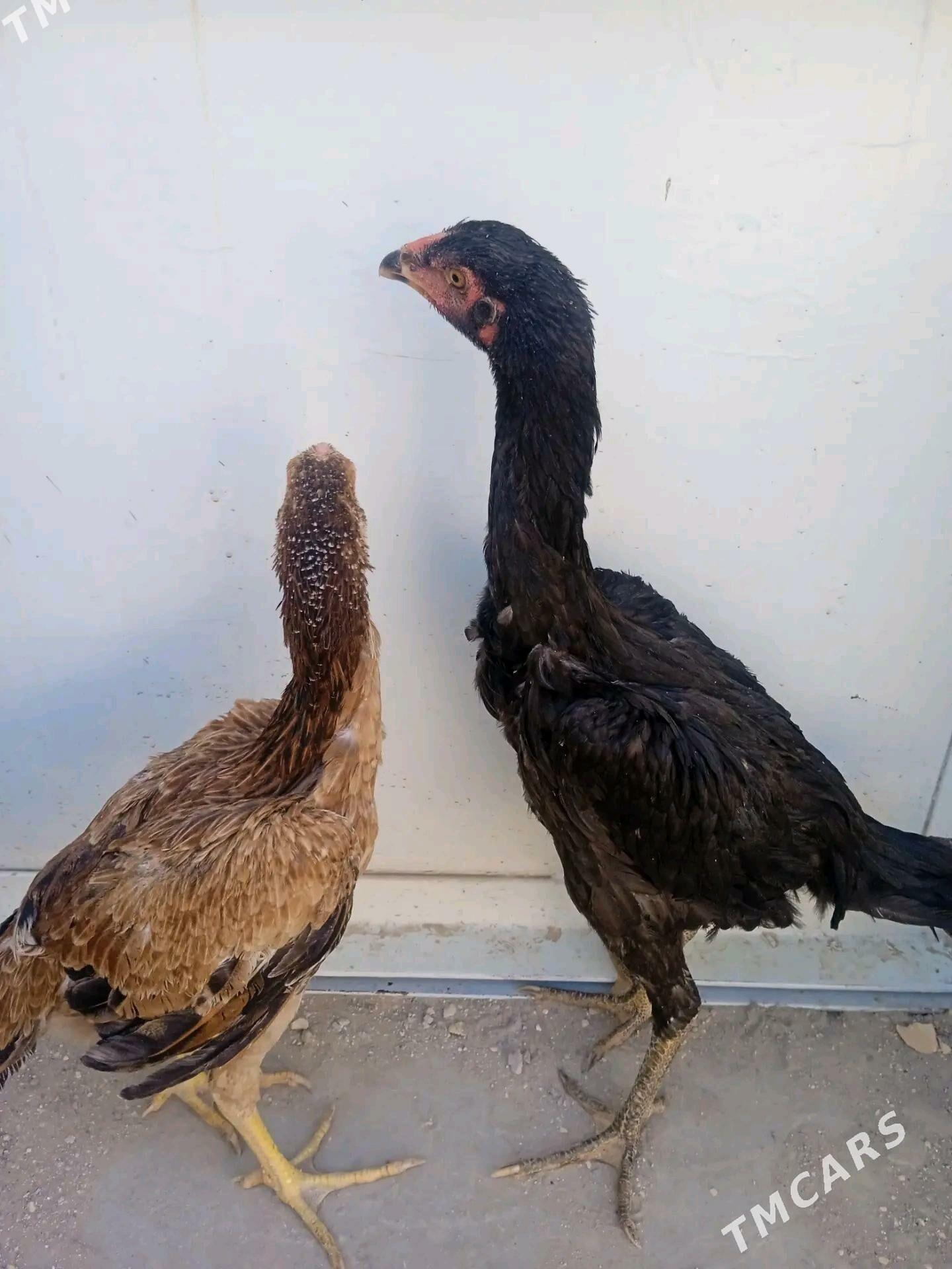 bayso juje - Halaç - img 3