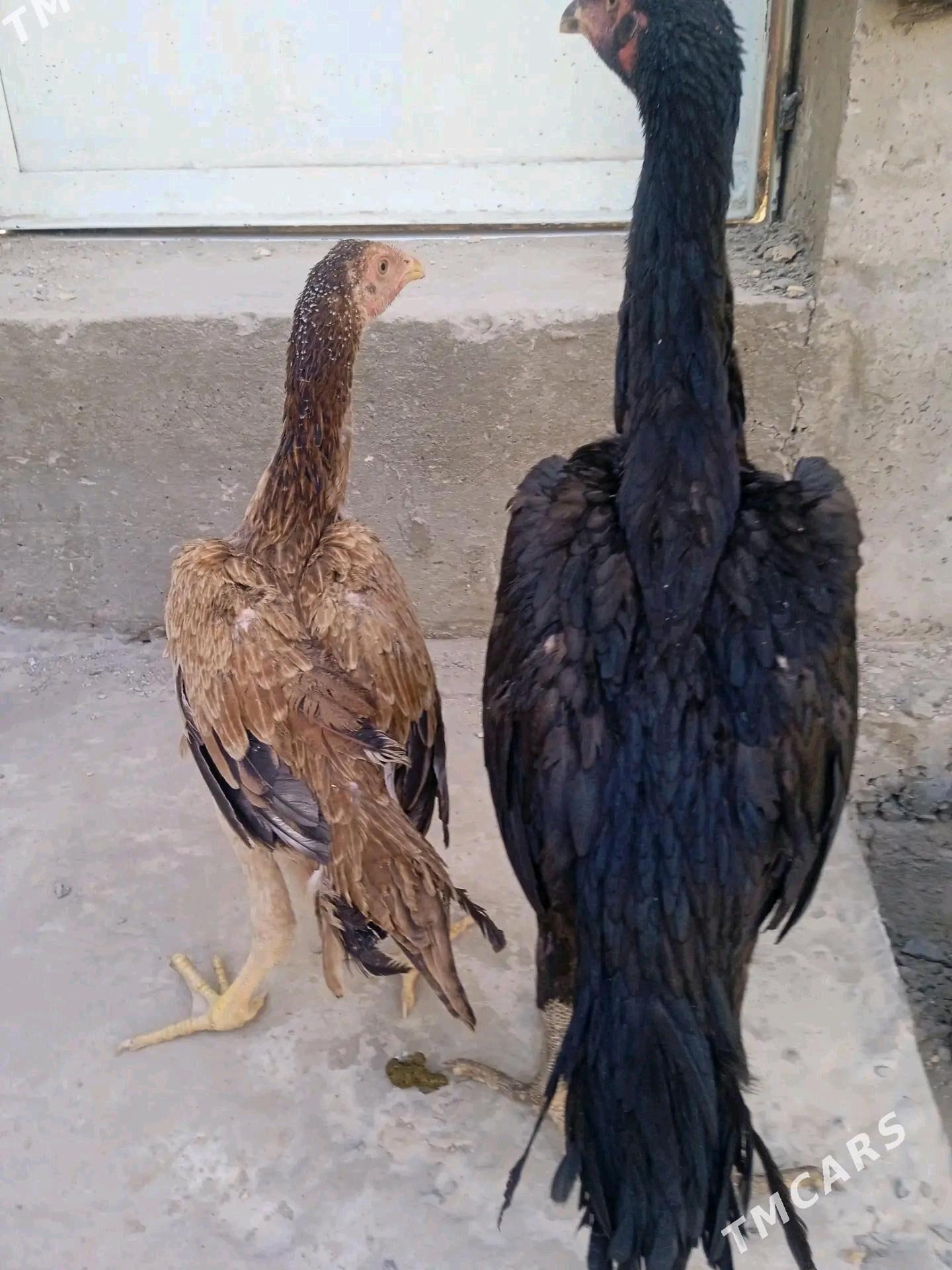 bayso juje - Halaç - img 1