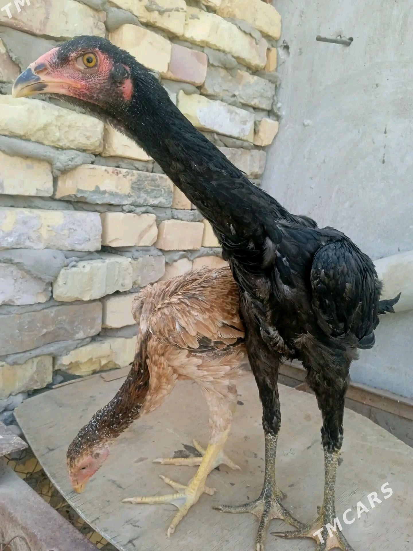 bayso juje - Halaç - img 2