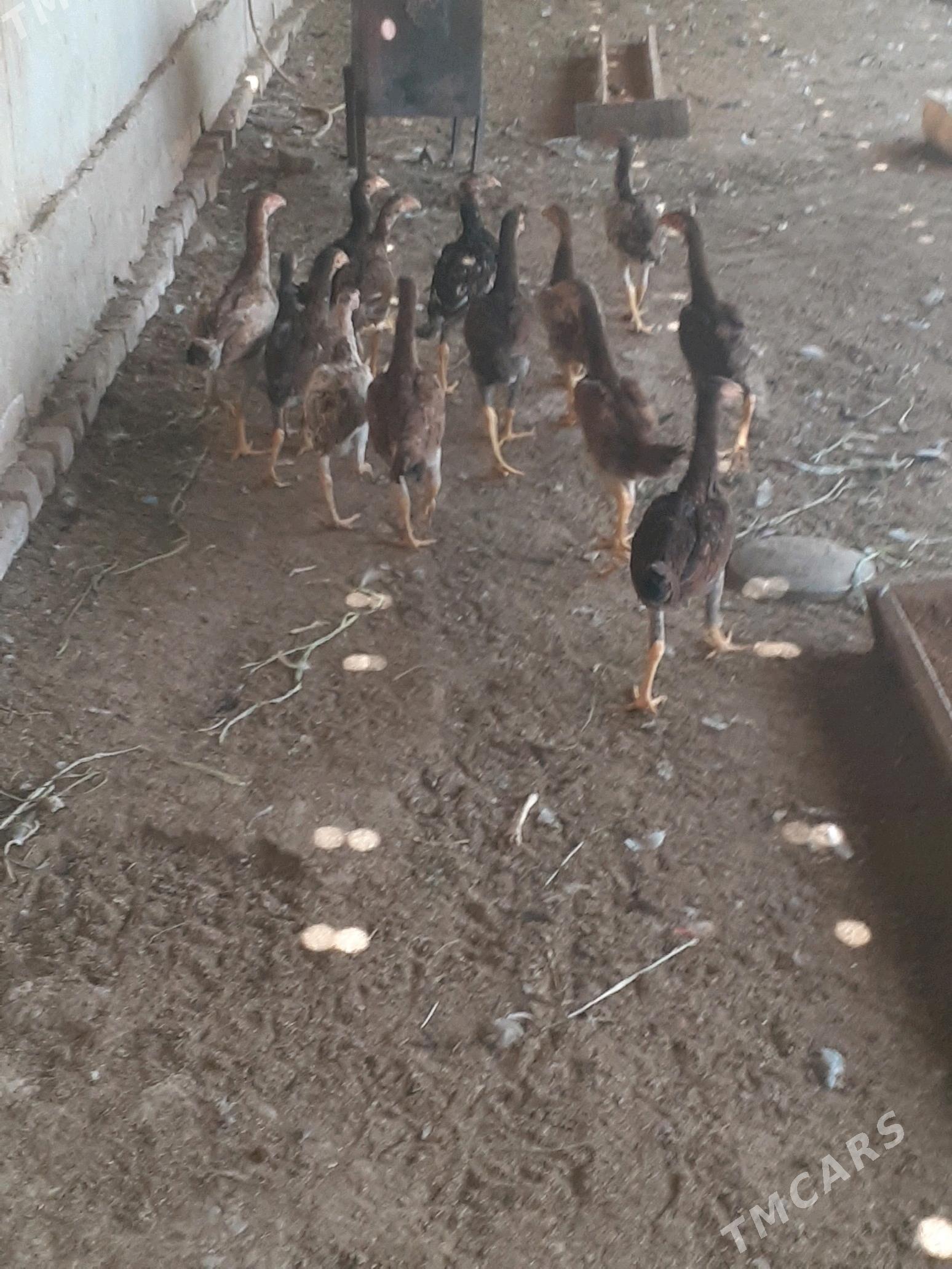 bayso juje - Halaç - img 8