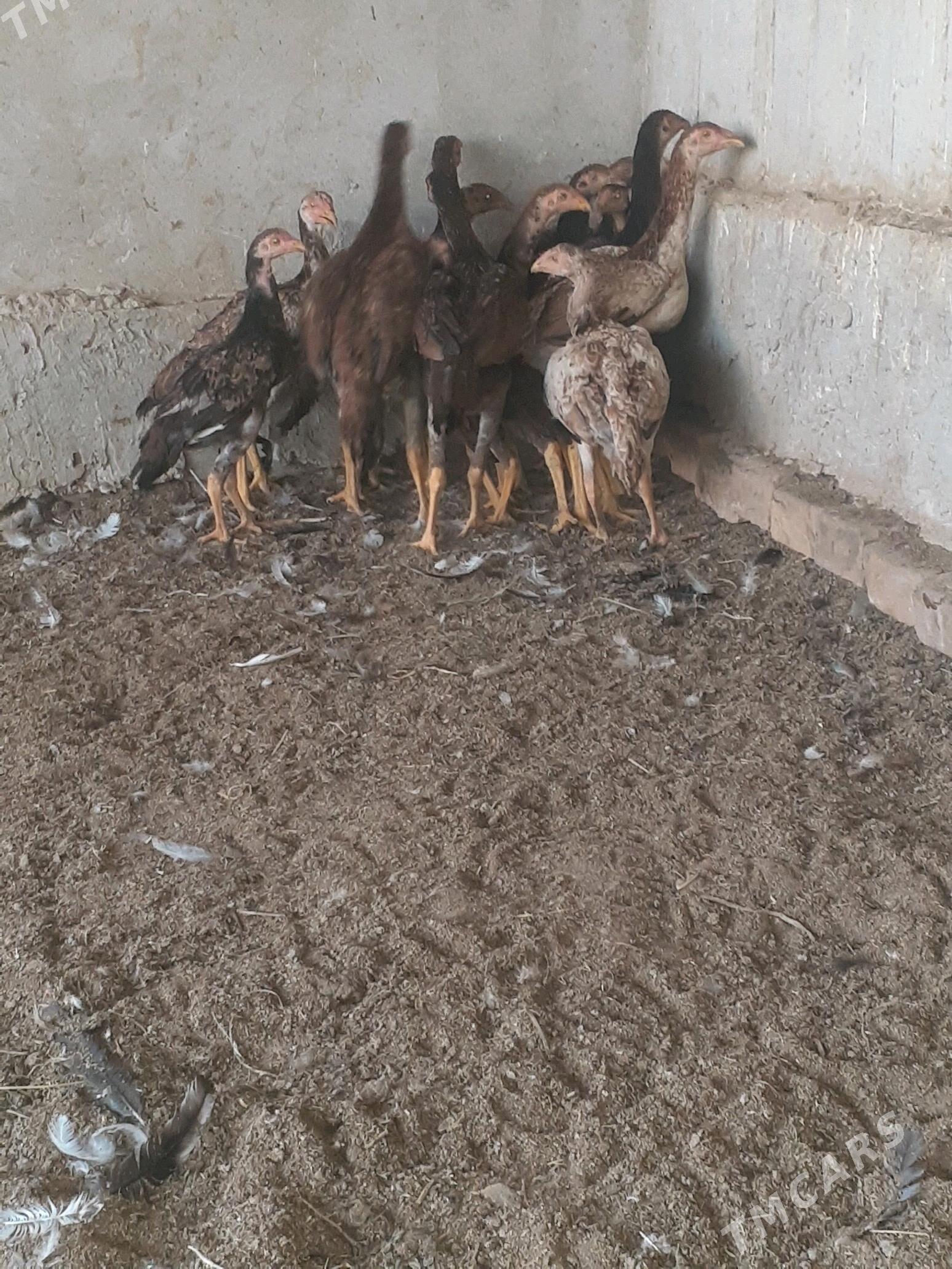 bayso juje - Halaç - img 9