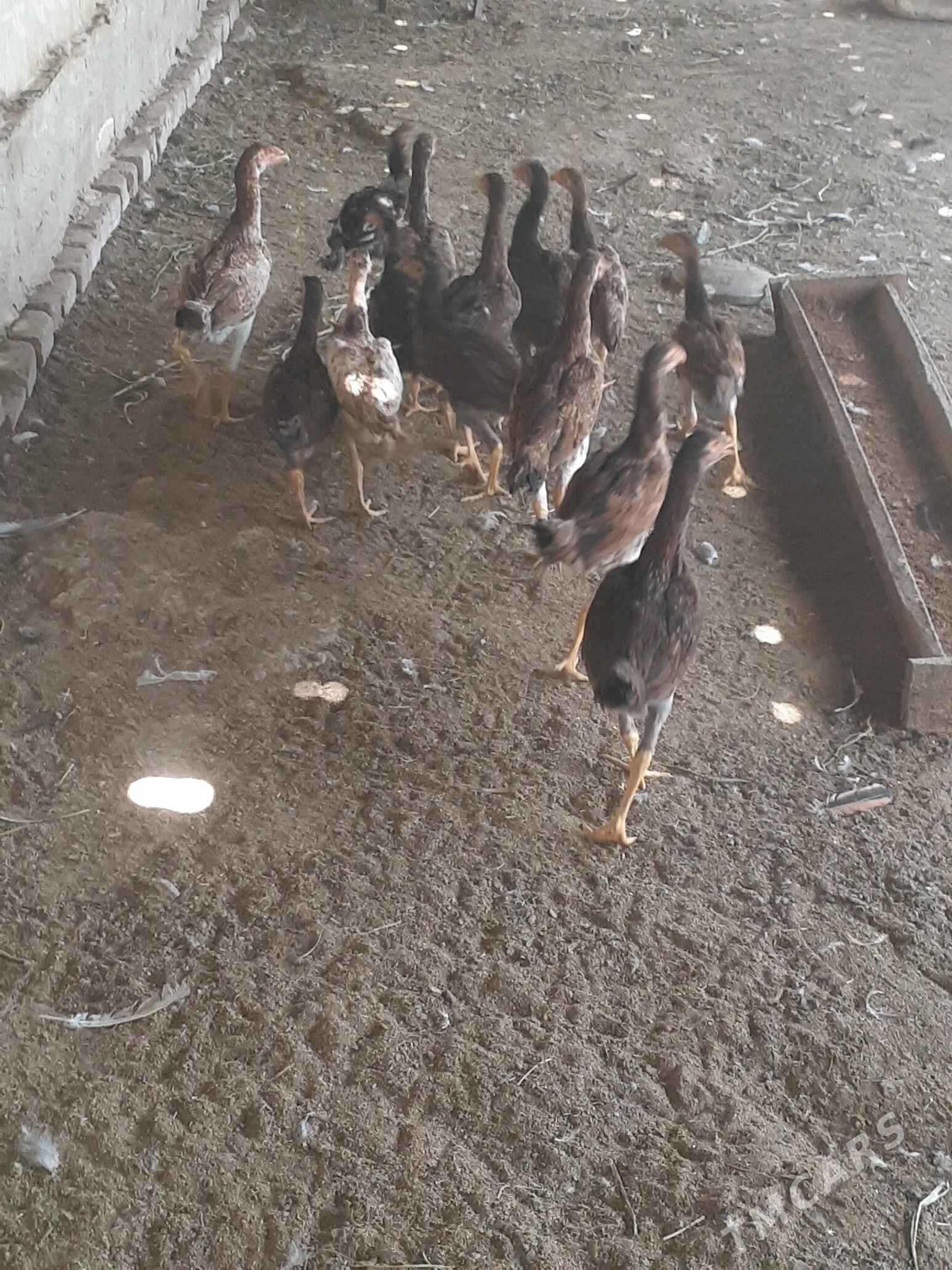 bayso juje - Halaç - img 7