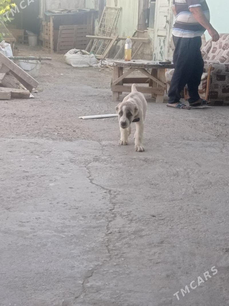 Garagoz - Анев - img 3