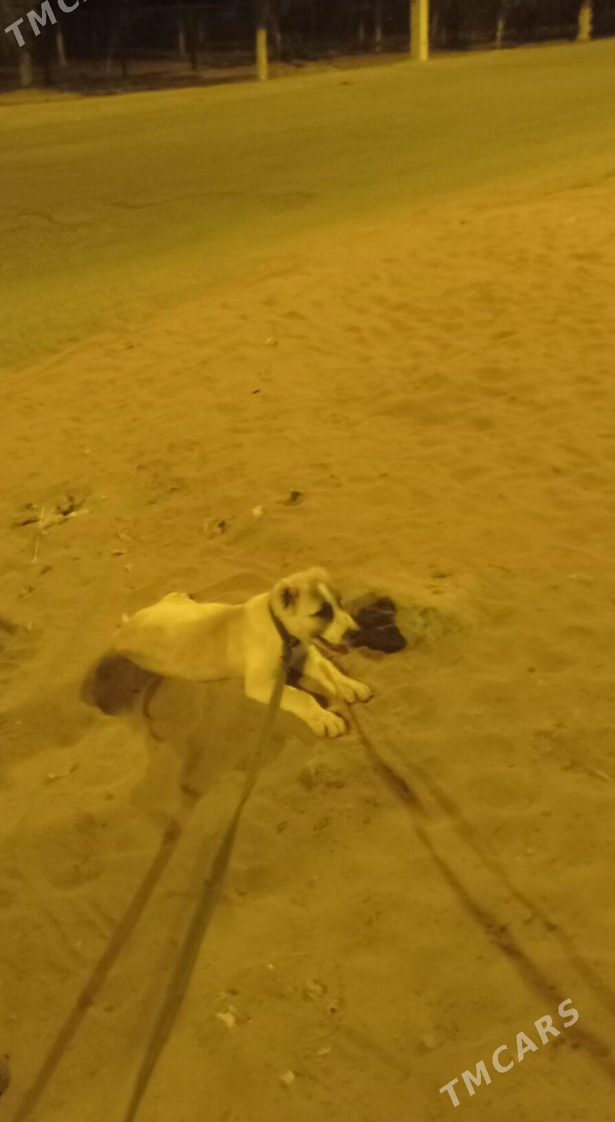 Garagoz - Анев - img 2