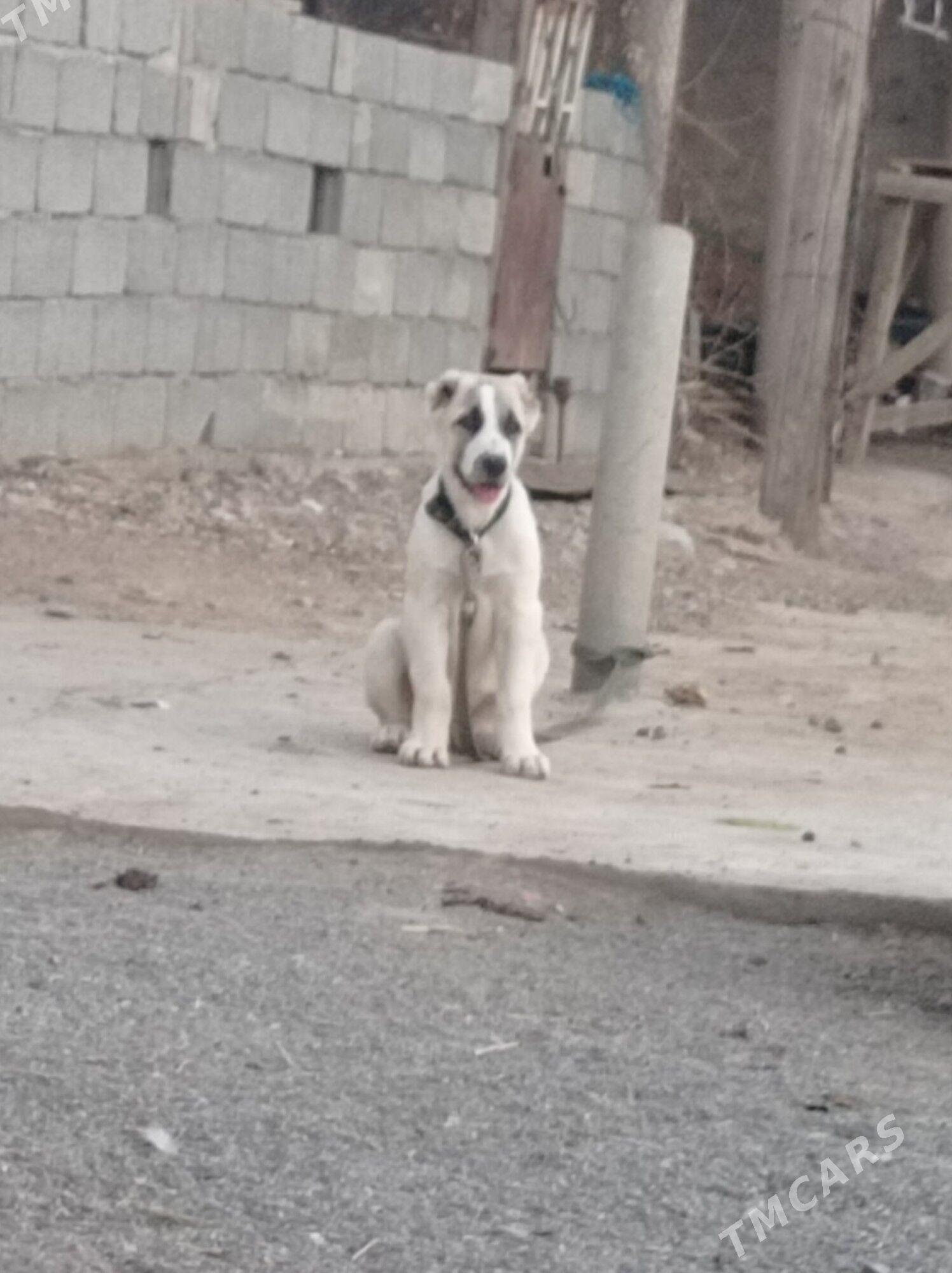 Garagoz - Анев - img 4