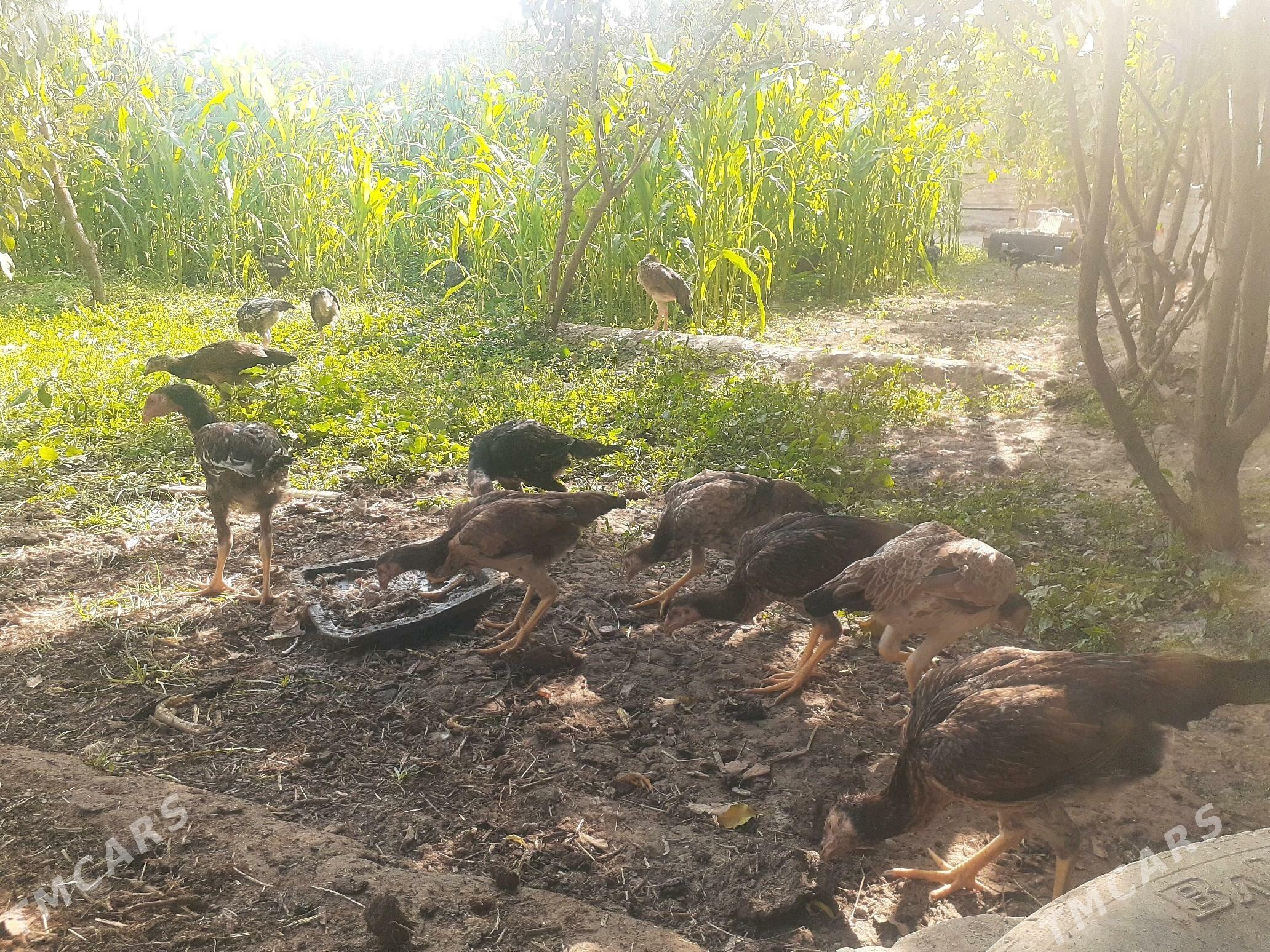 bayso juje - Halaç - img 4