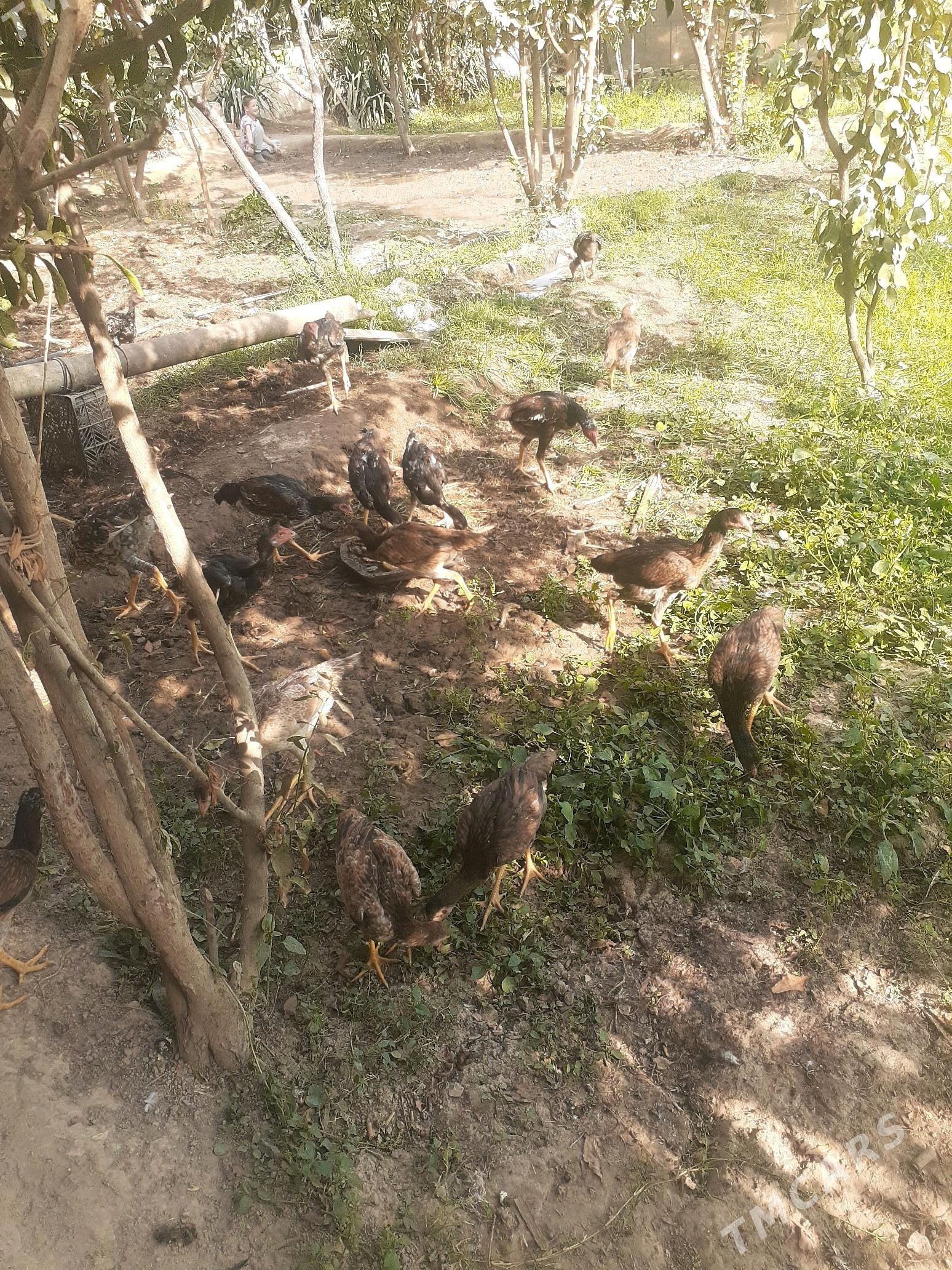 bayso juje - Halaç - img 5