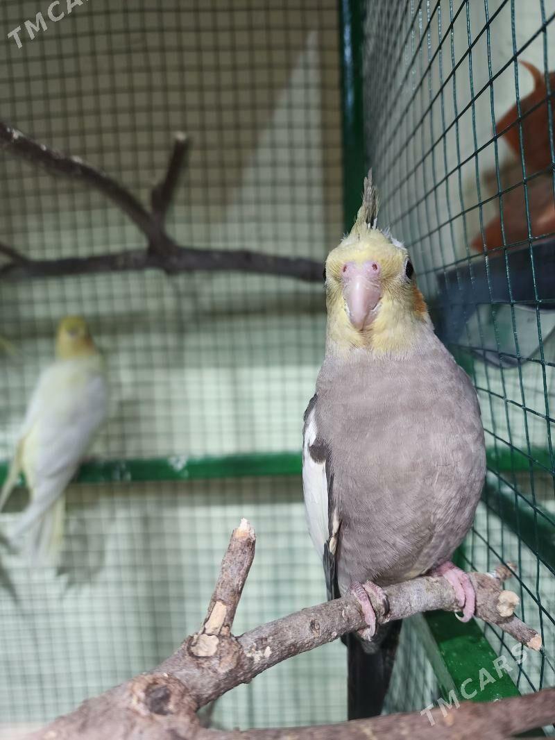 yas karella - Мир 4 - img 8