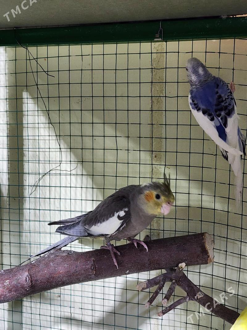 yas karella - Мир 4 - img 7