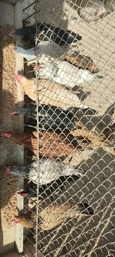 El Towuk - Türkmenbaşy - img 1