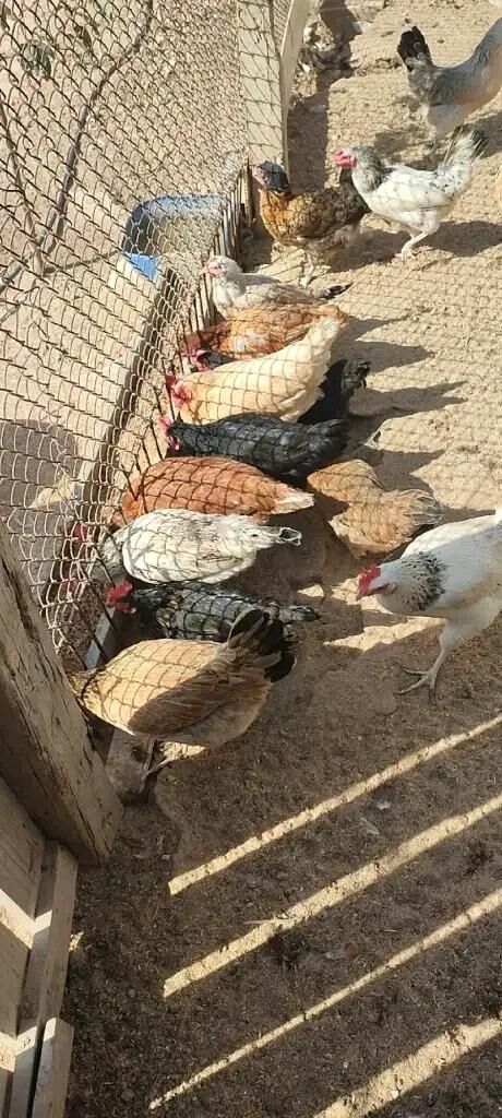 El Towuk - Türkmenbaşy - img 2