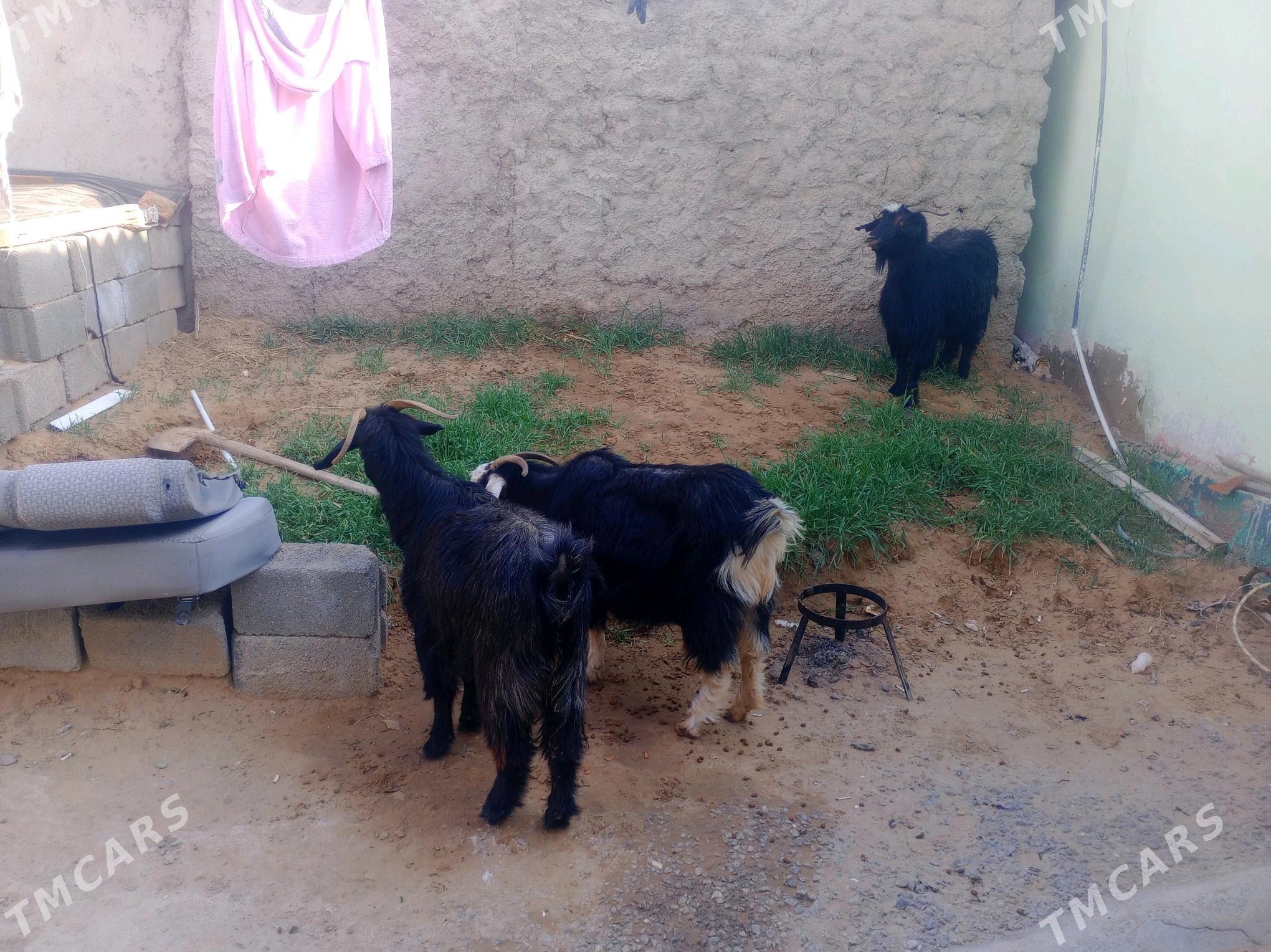 geci gysyr - Köşi - img 4