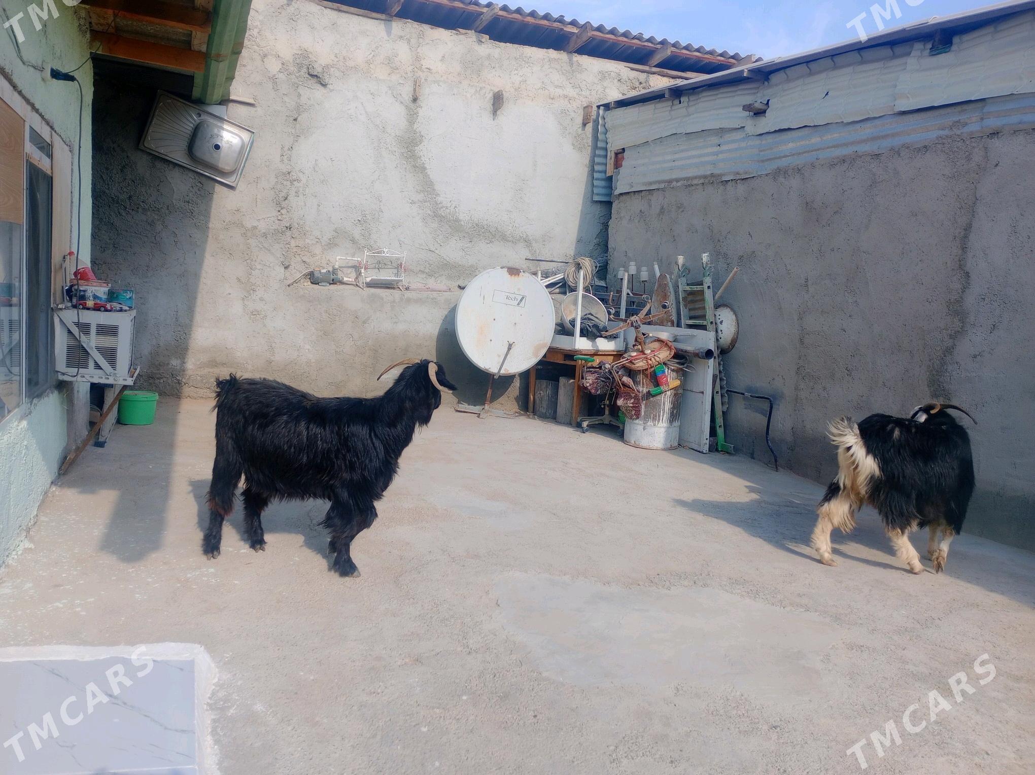 geci gysyr - Köşi - img 3