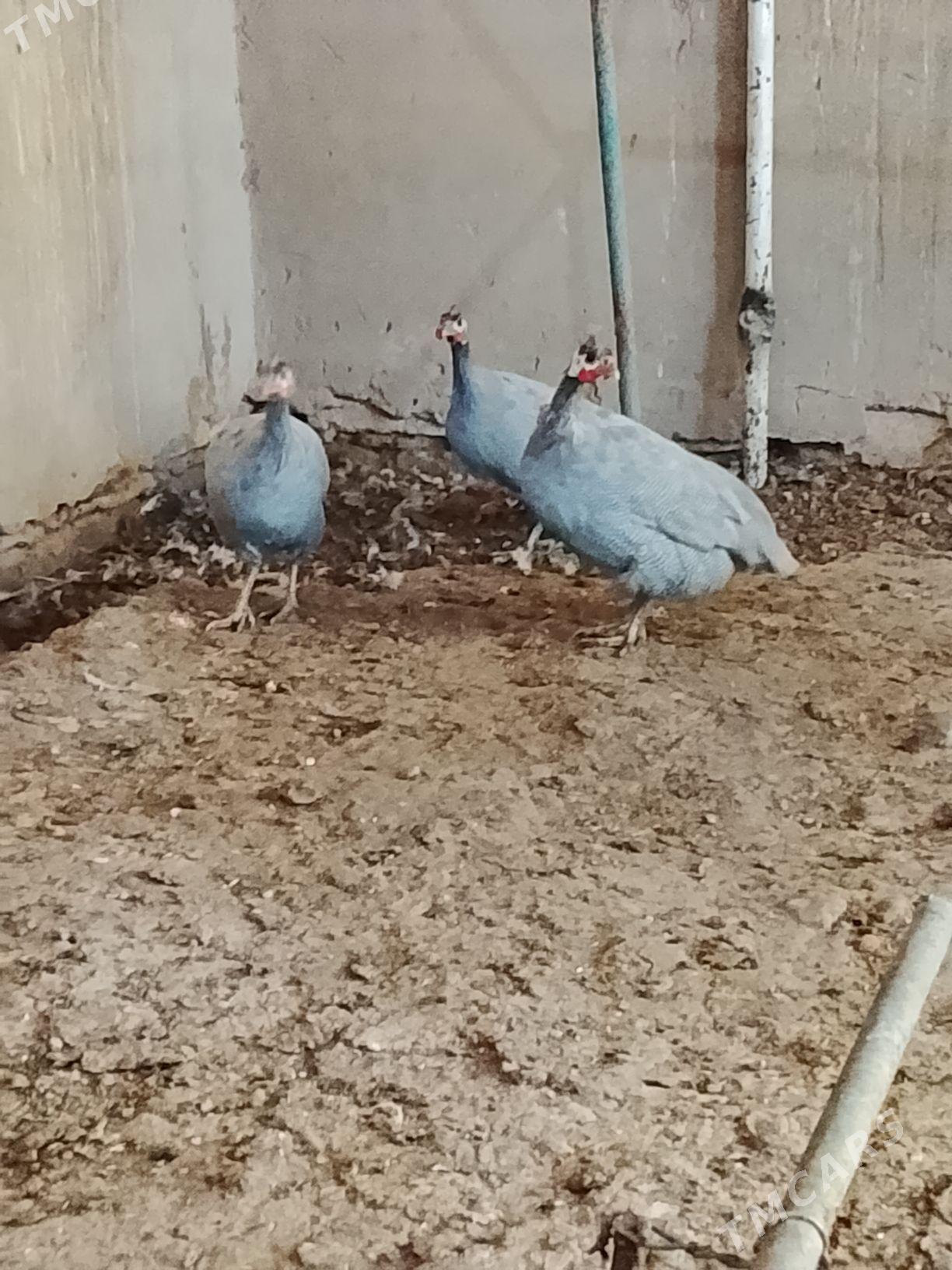 sizarka - Гызыларбат - img 1